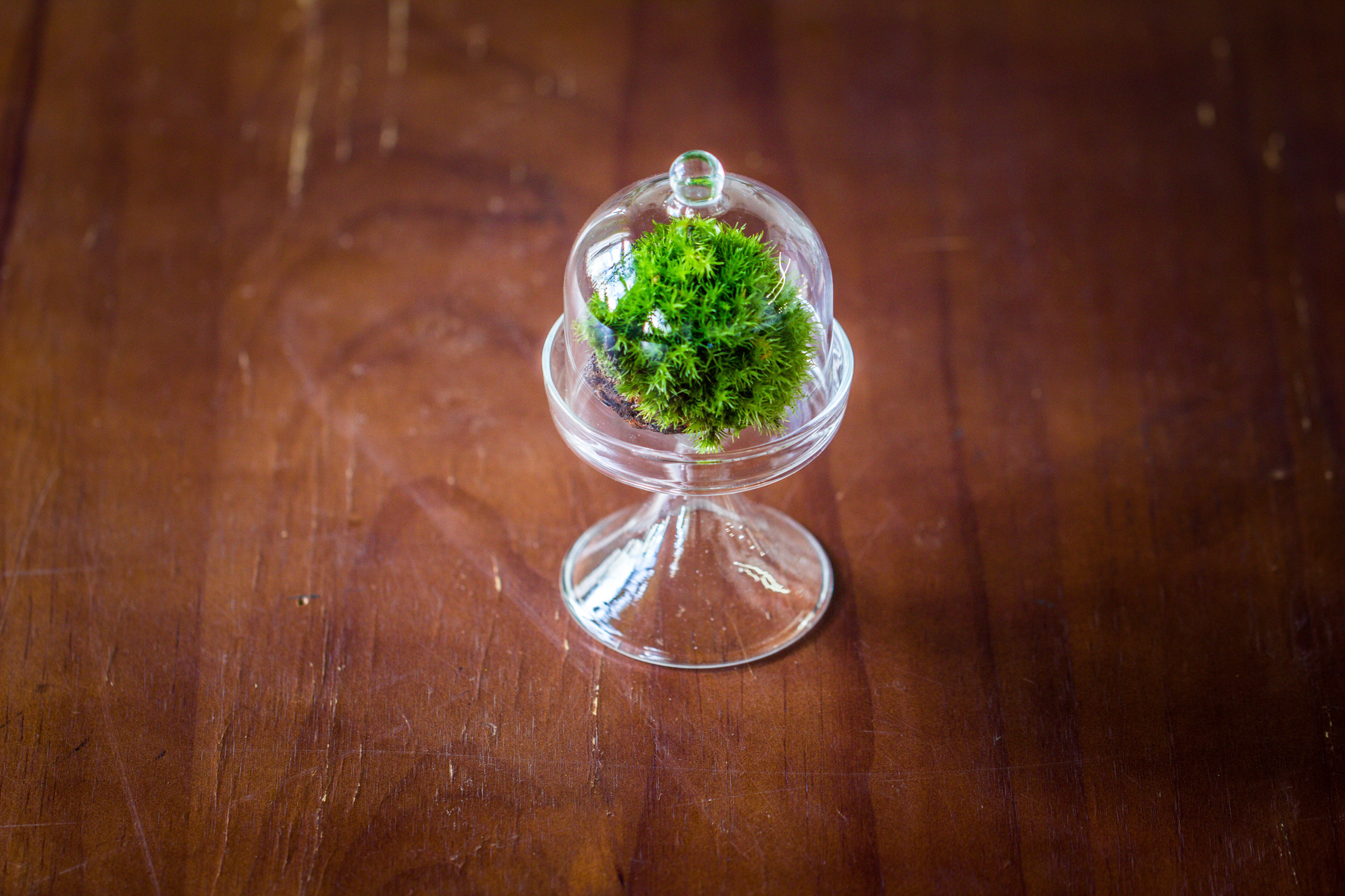 Mini glass serve stand  dome cloche set 7x12.8cm - NCYPgarden