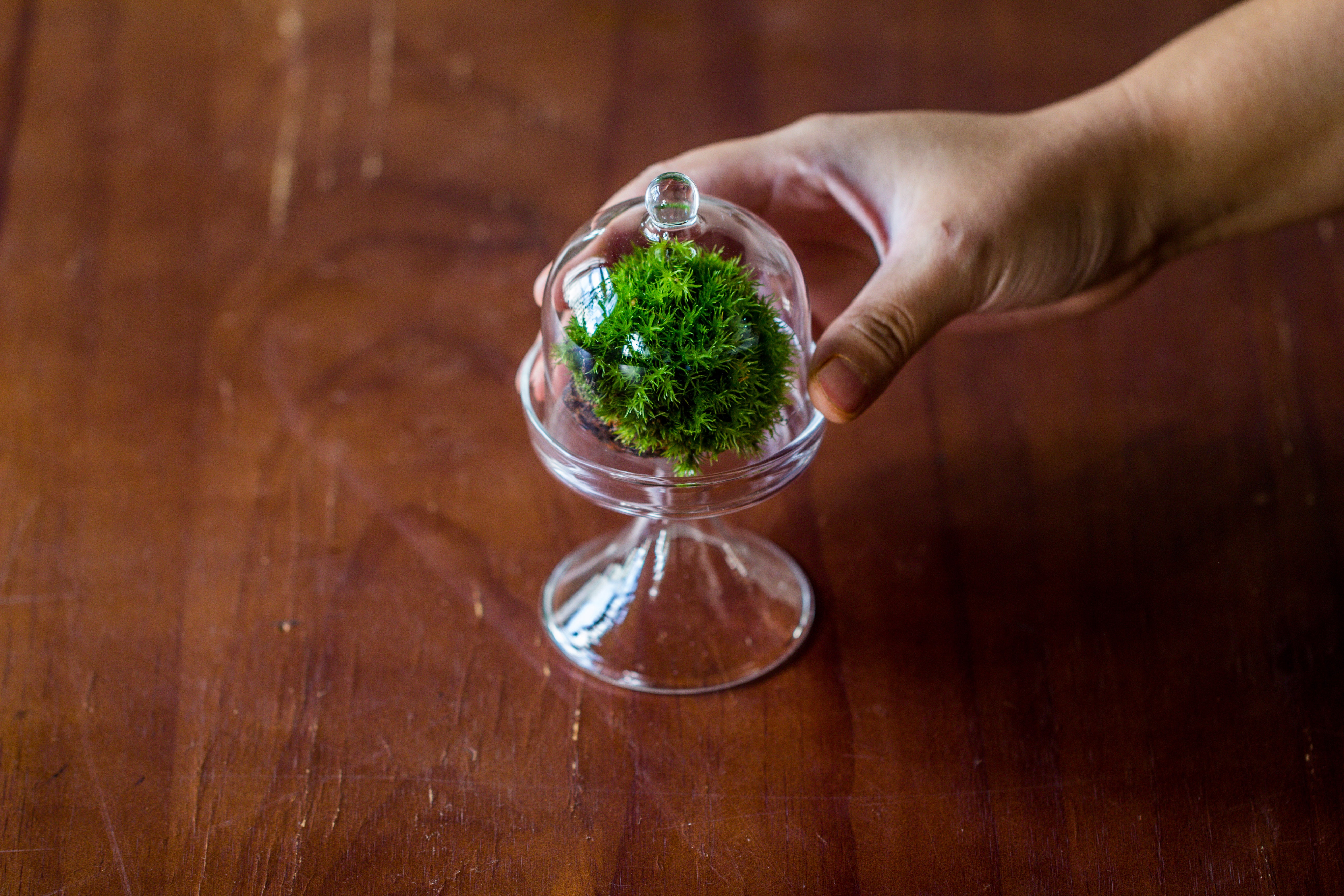 Mini glass serve stand  dome cloche set 7x12.8cm - NCYPgarden