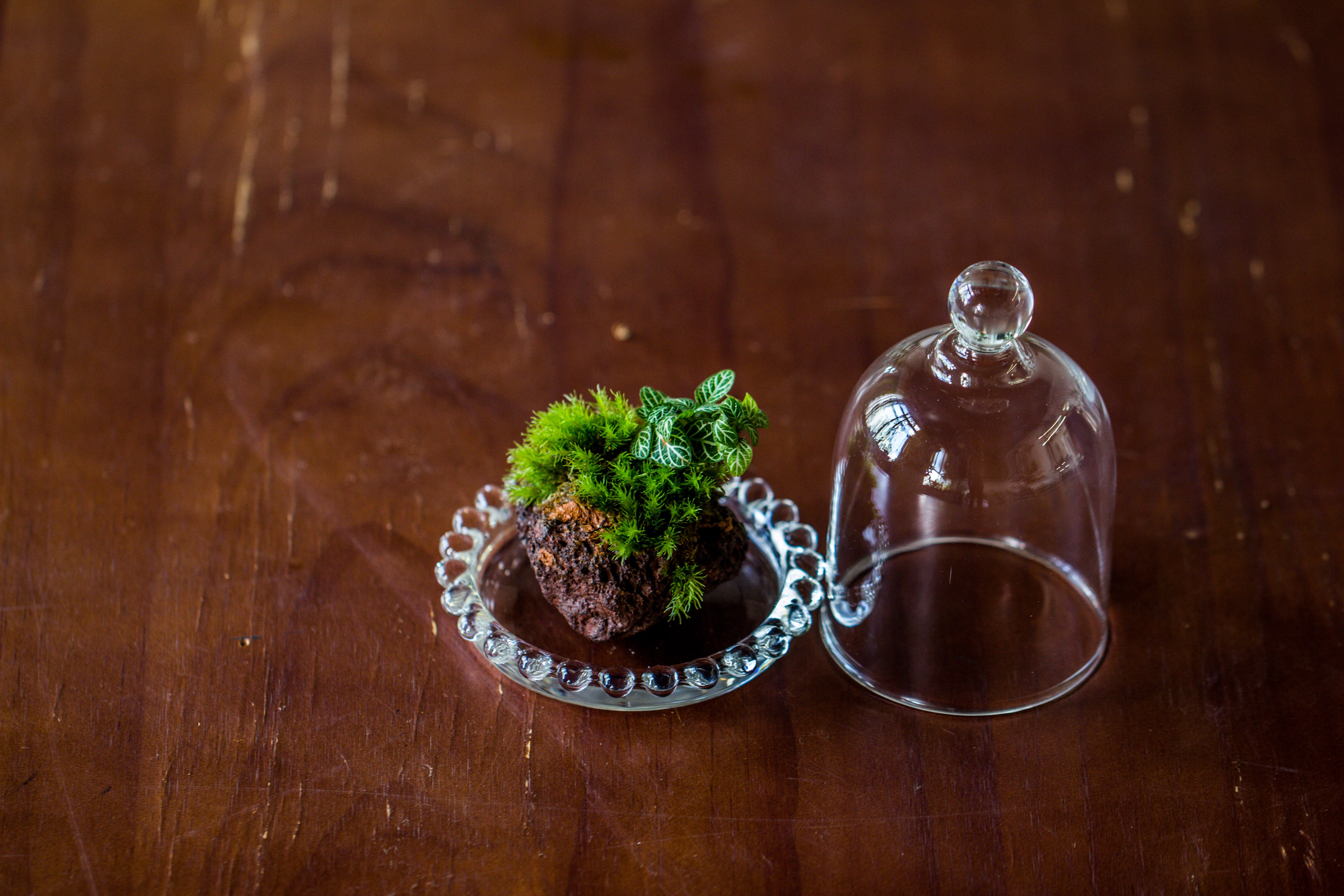 mini bell shape glass cloche dome with beaded decorative base 9.5x14cm - NCYPgarden