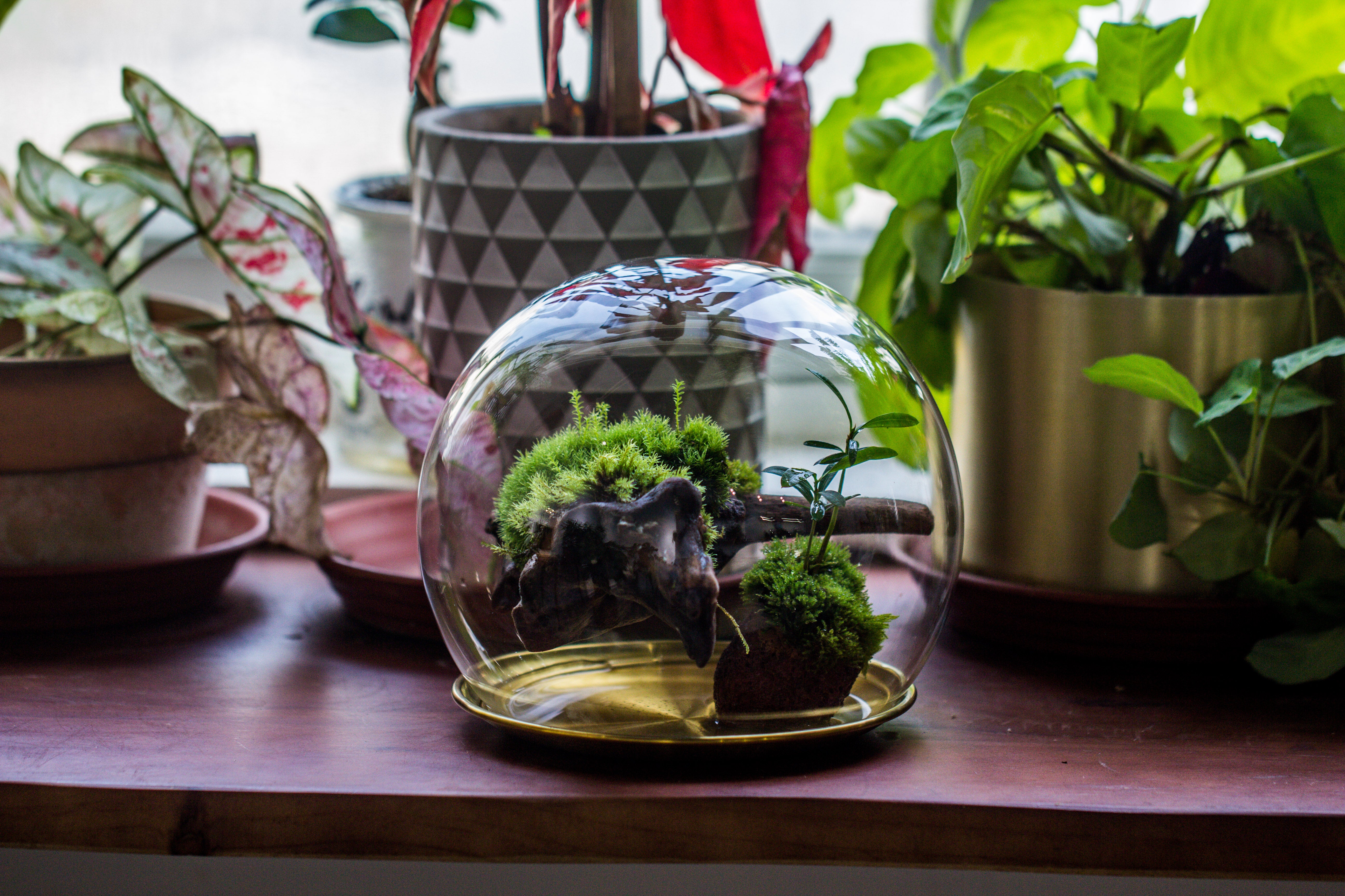 large glass globe cloche terrarium with glass Base and metal base set - NCYPgarden
