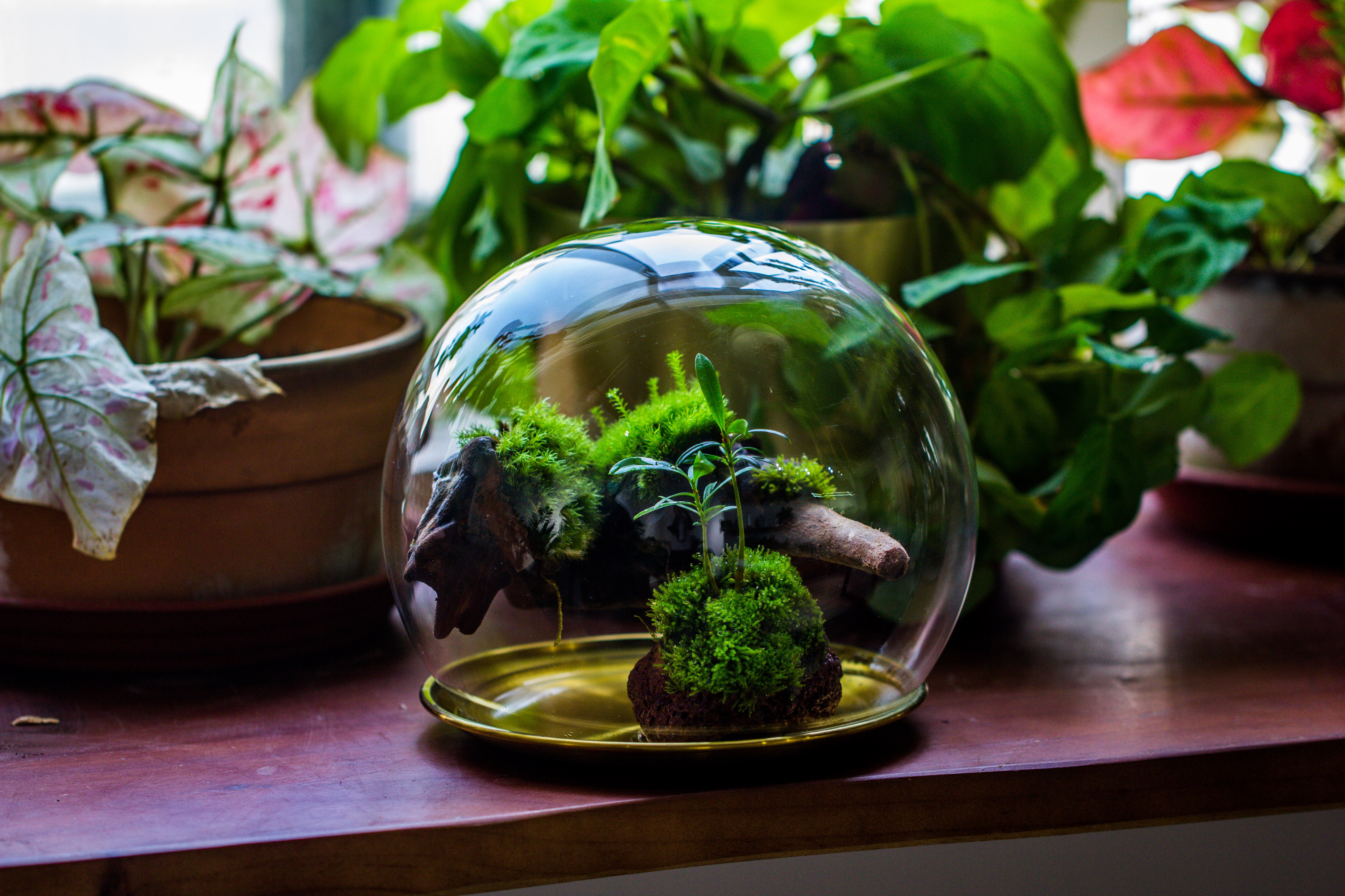 large glass globe cloche terrarium with glass Base and metal base set - NCYPgarden