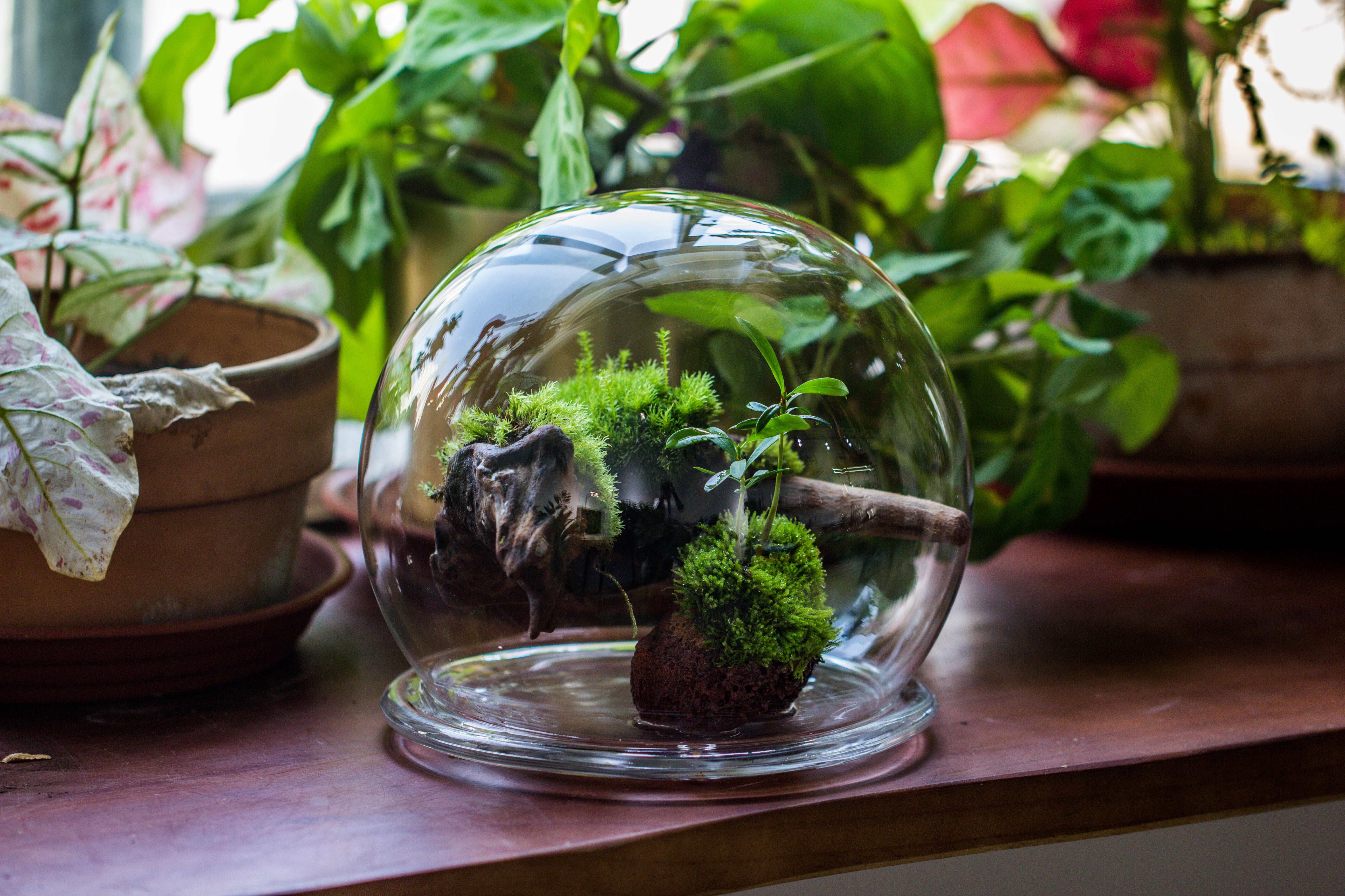 large glass globe cloche terrarium with glass Base and metal base set - NCYPgarden