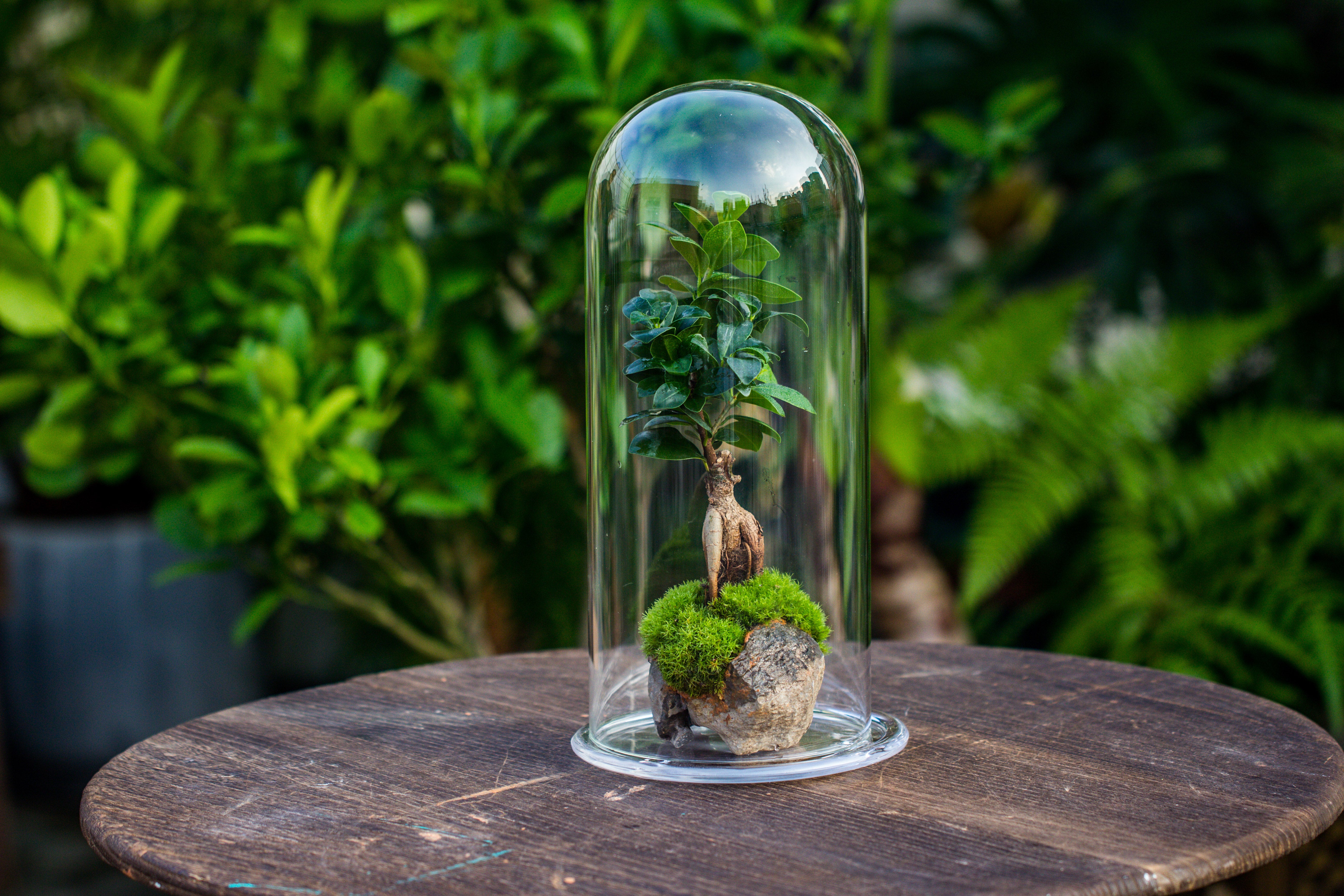 tall glass dome with glass base and gold metal base set - NCYPgarden