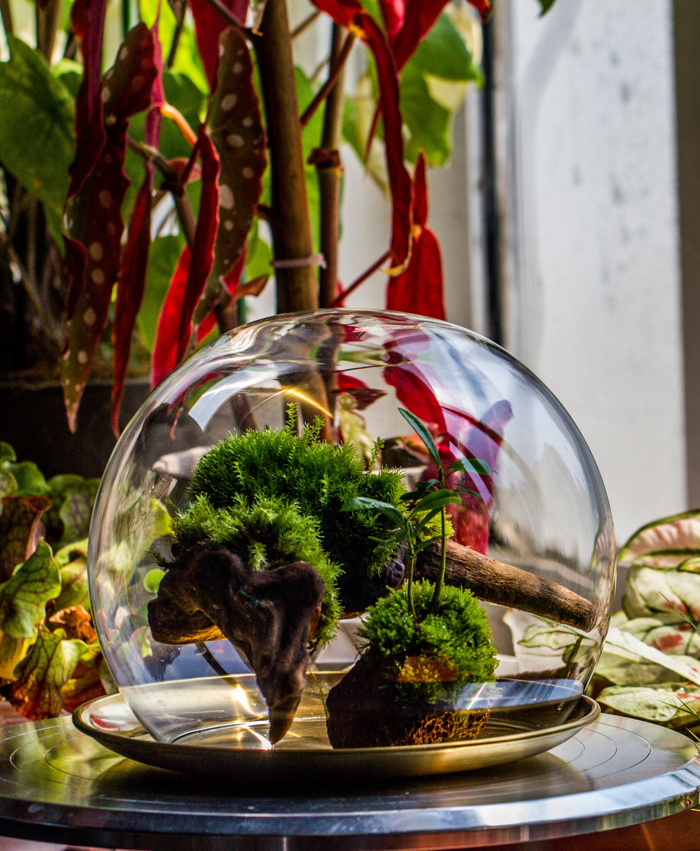 large glass globe cloche terrarium with glass Base and metal base set - NCYPgarden