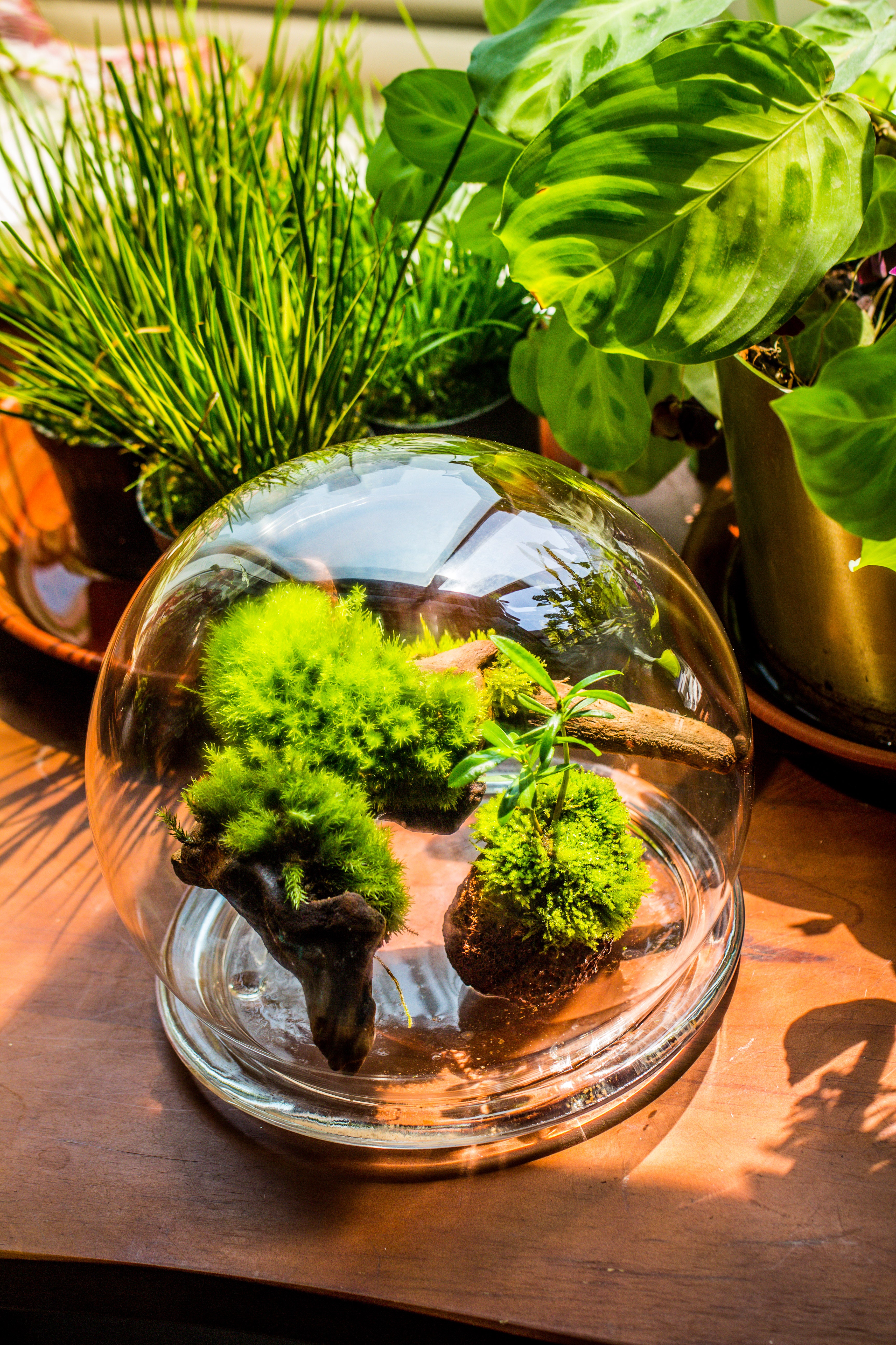 large glass globe cloche terrarium with glass Base and metal base set - NCYPgarden