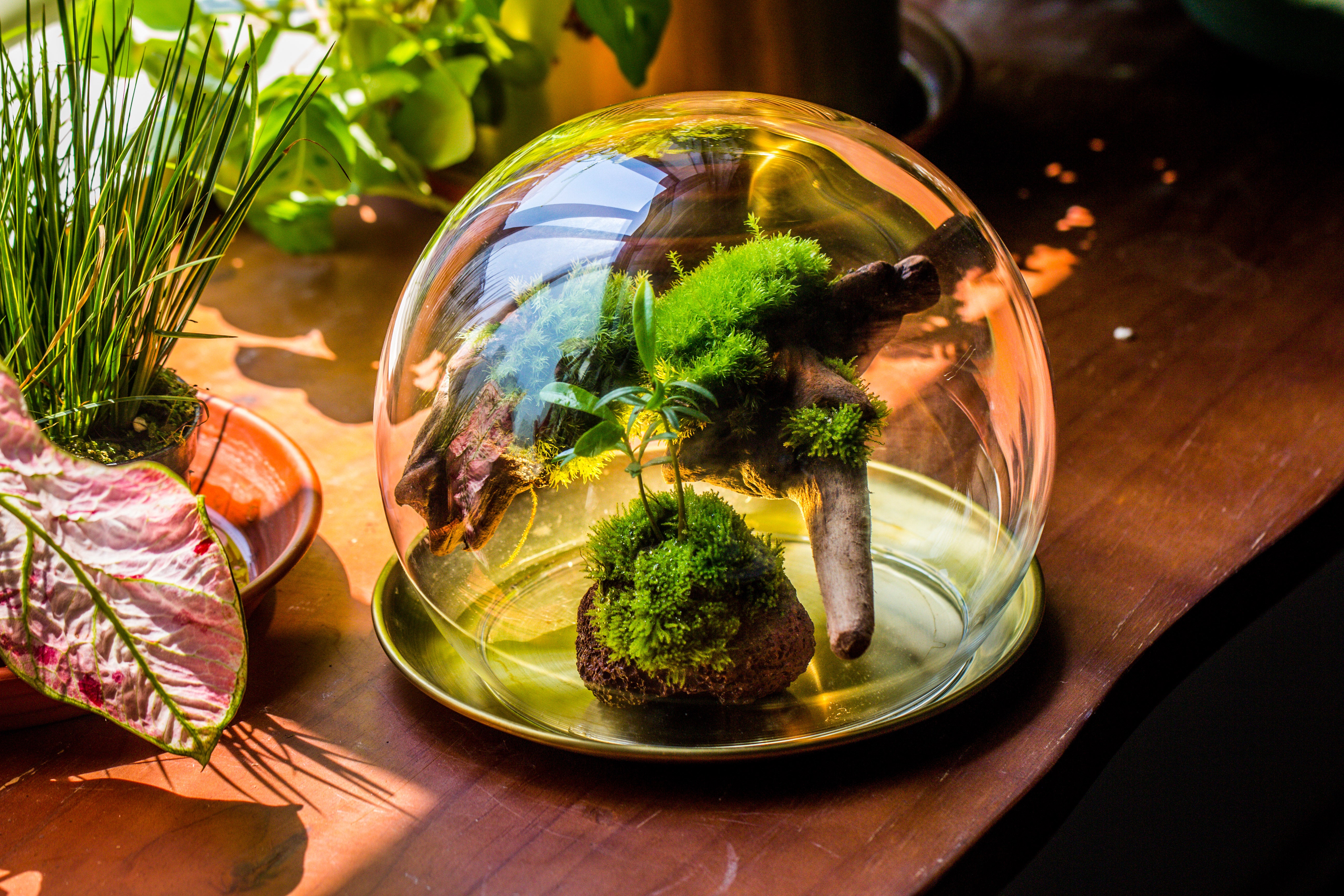 large glass globe cloche terrarium with glass Base and metal base set - NCYPgarden