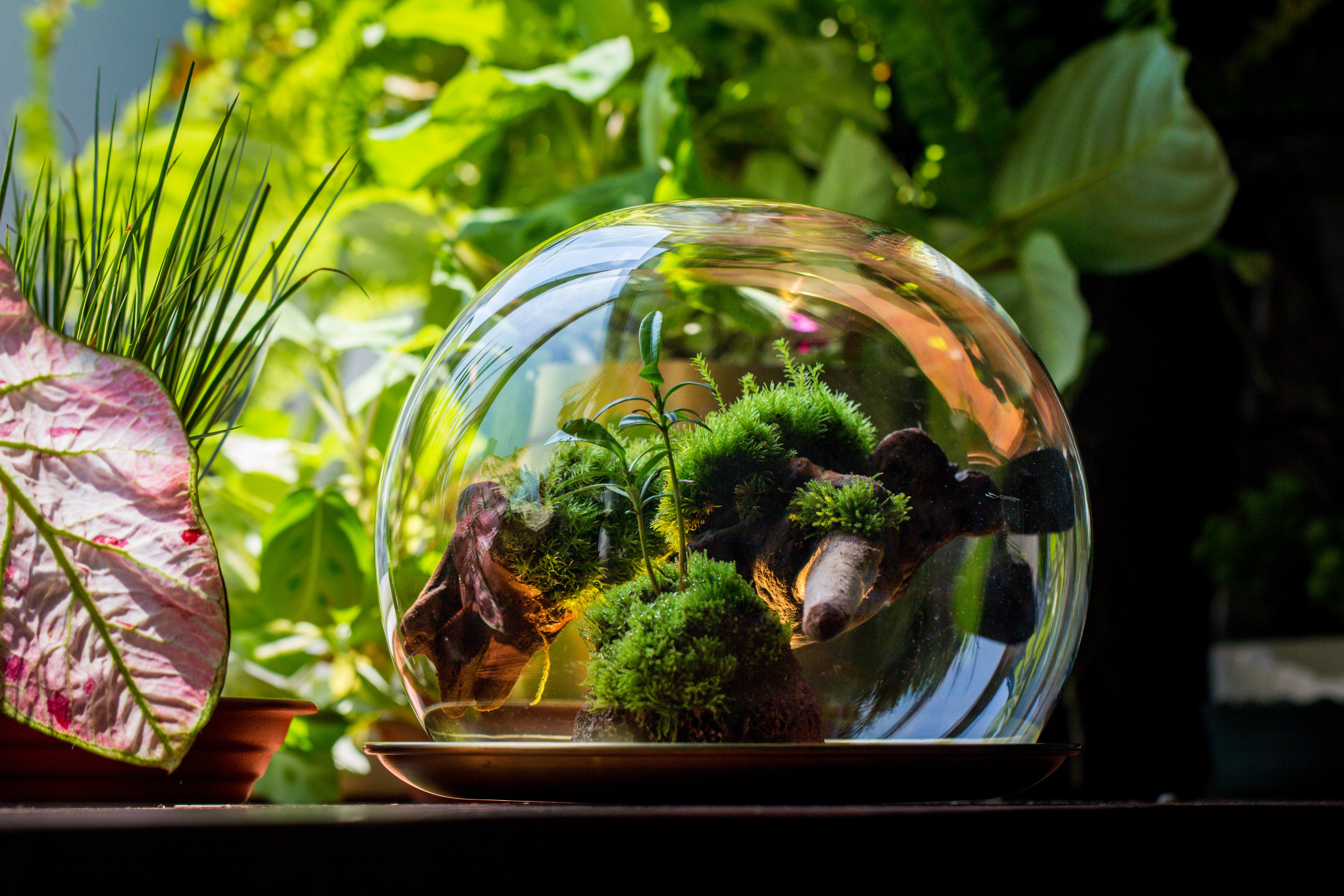 large glass globe cloche terrarium with glass Base and metal base set - NCYPgarden