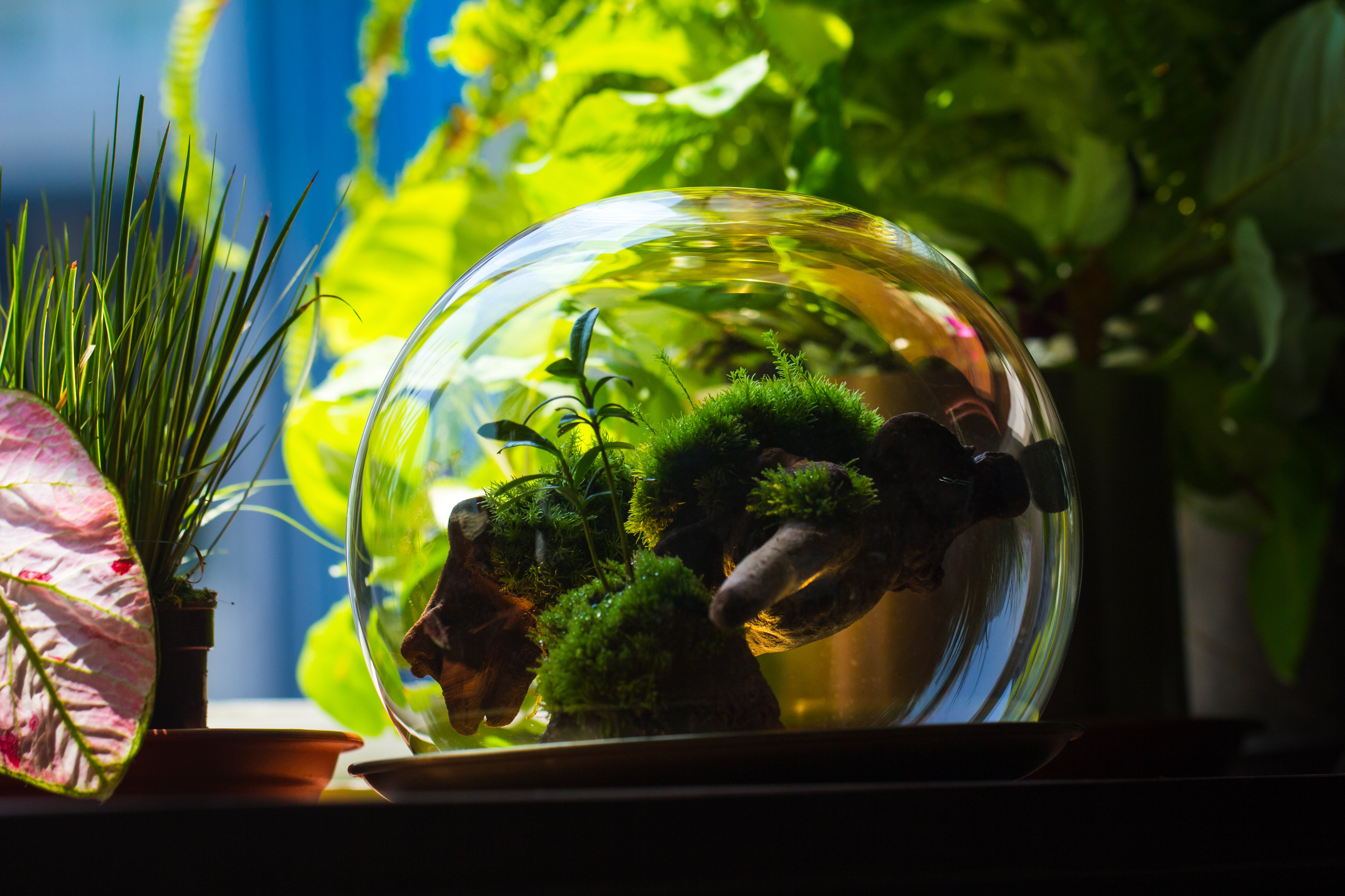 large glass globe cloche terrarium with glass Base and metal base set - NCYPgarden