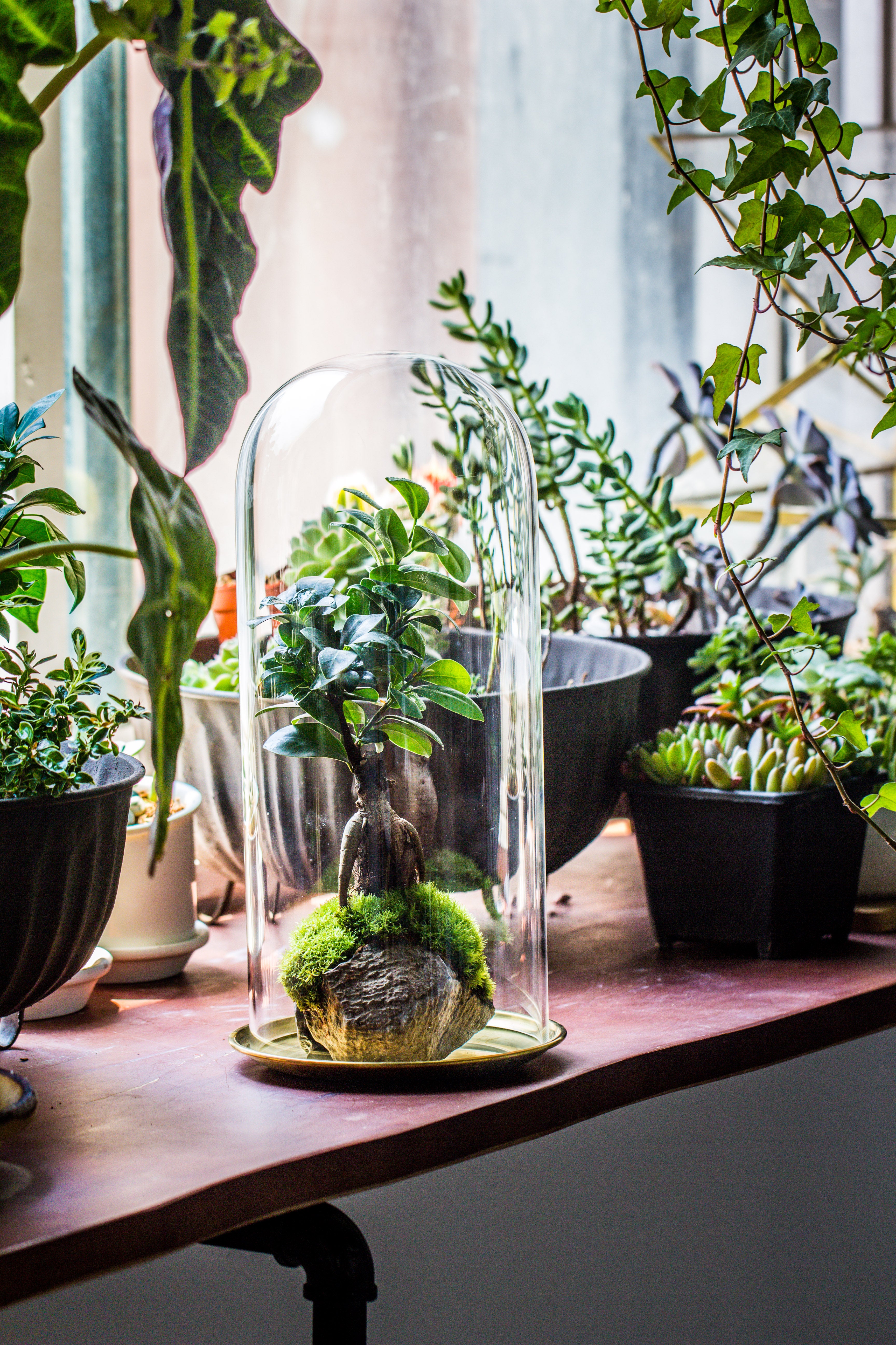 tall glass dome with glass base and gold metal base set - NCYPgarden