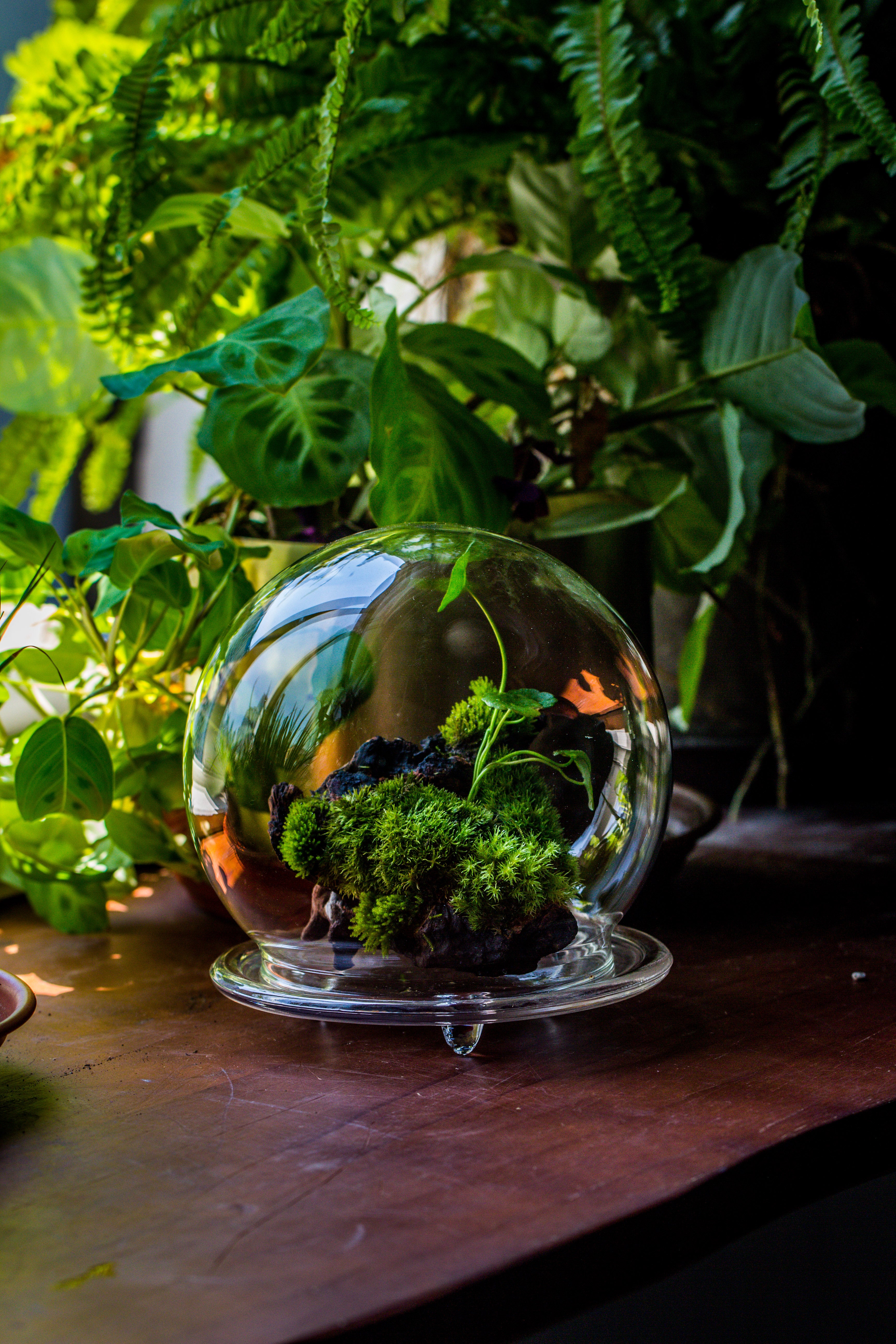 large glass globe cloche terrarium with glass Base and metal base set - NCYPgarden