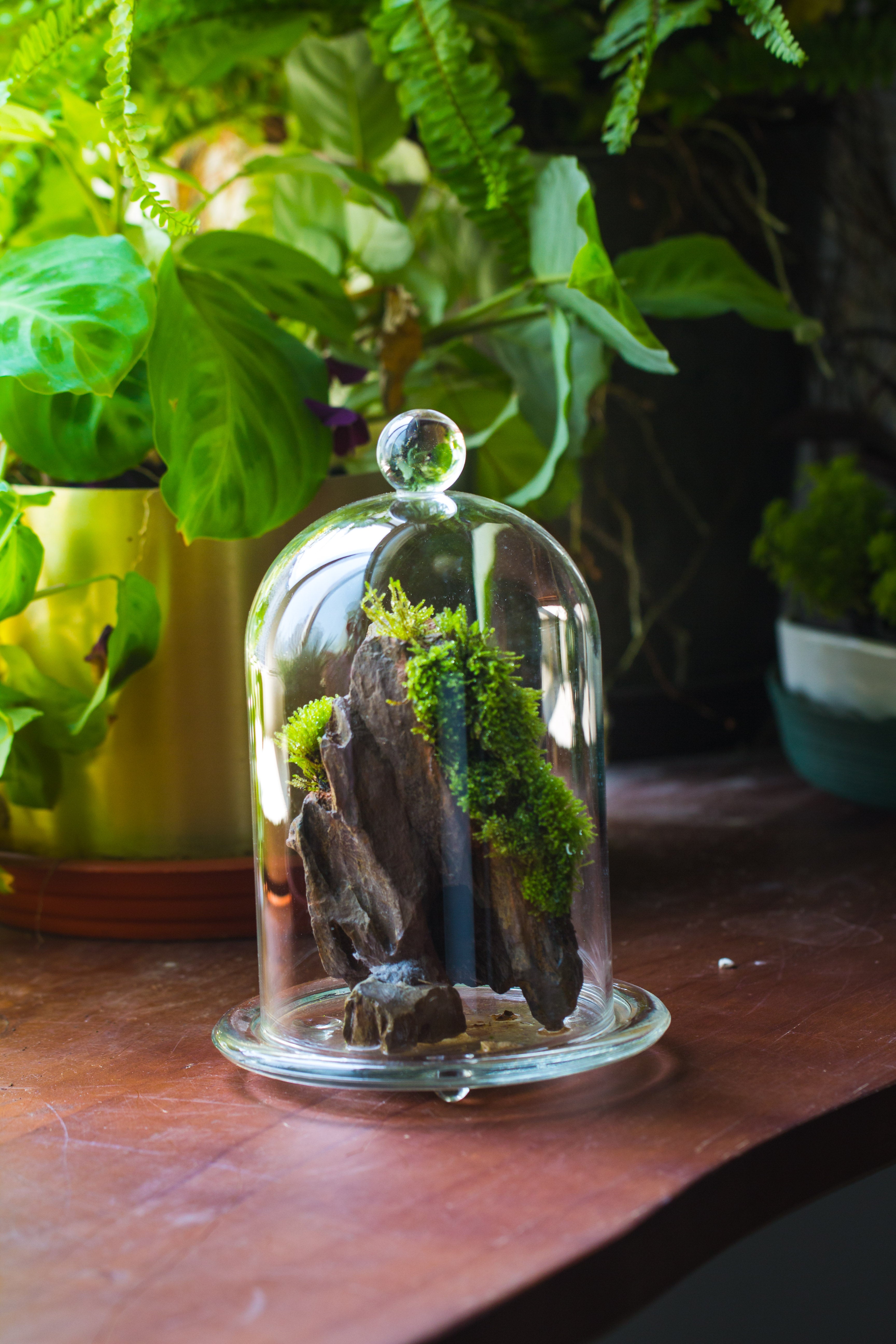 round tip glass dome cloche with glass base and gold metal base set - NCYPgarden