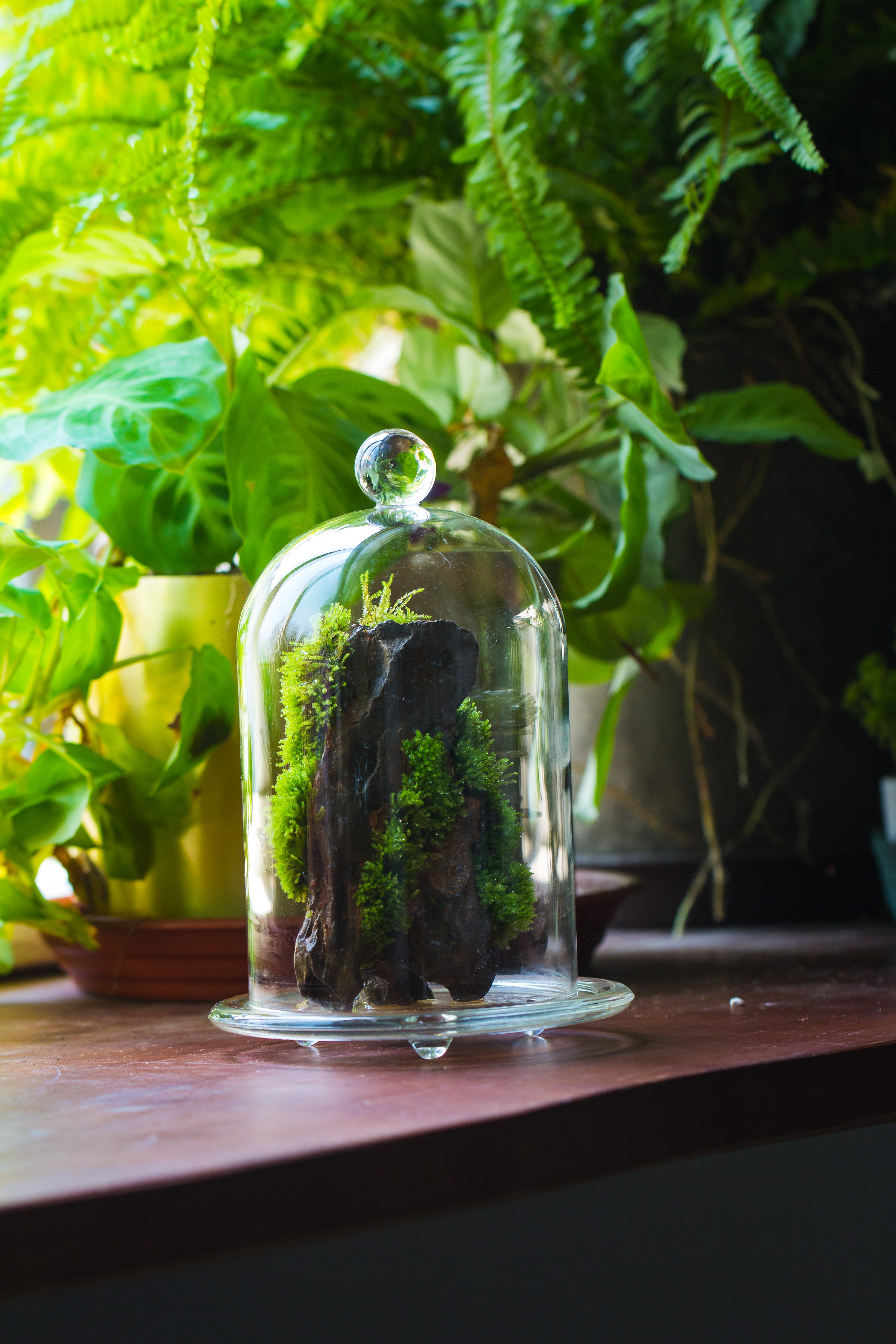 round tip glass dome cloche with glass base and gold metal base set - NCYPgarden