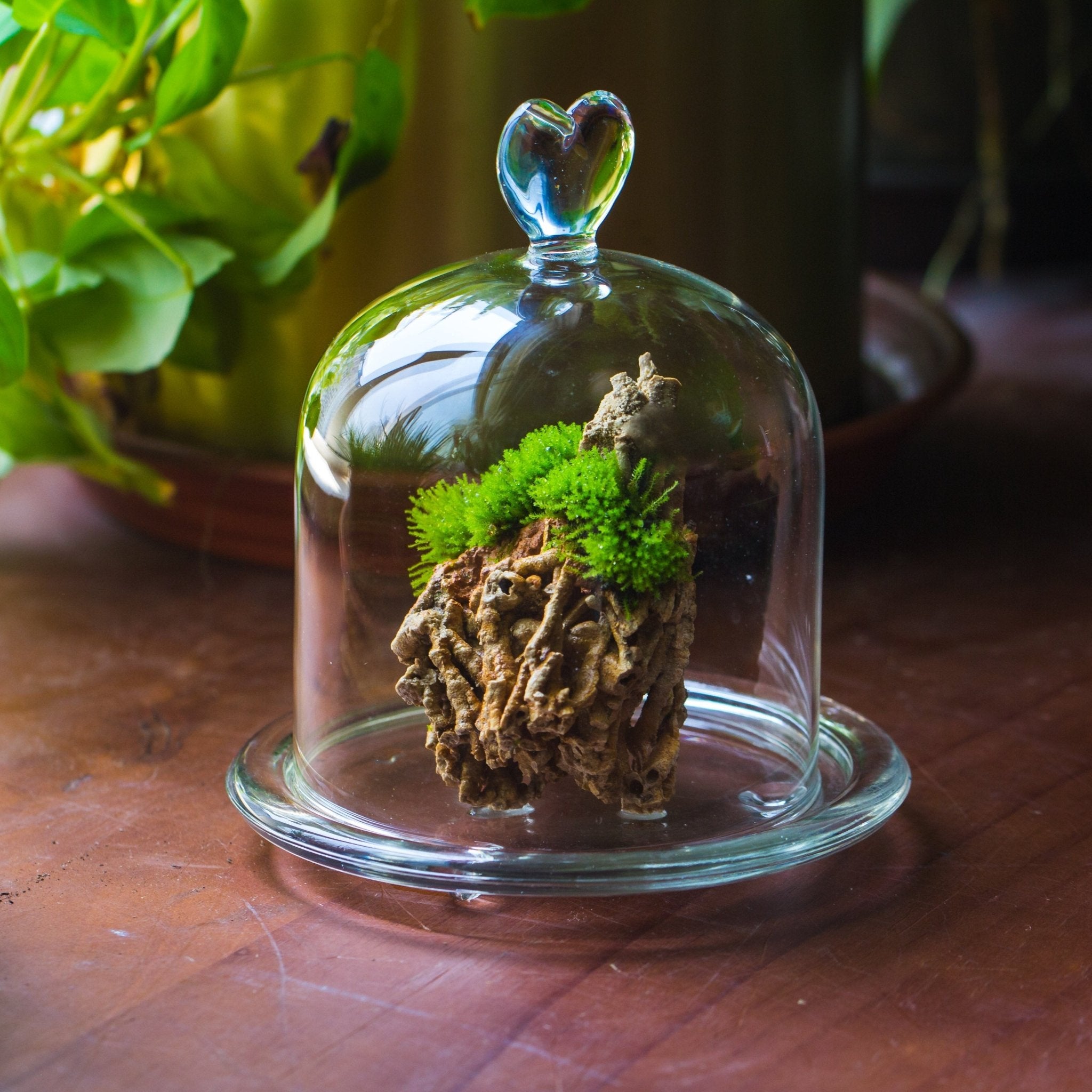 Heart Shape Tip Glass cloche with glass base and metal gold base set - NCYPgarden