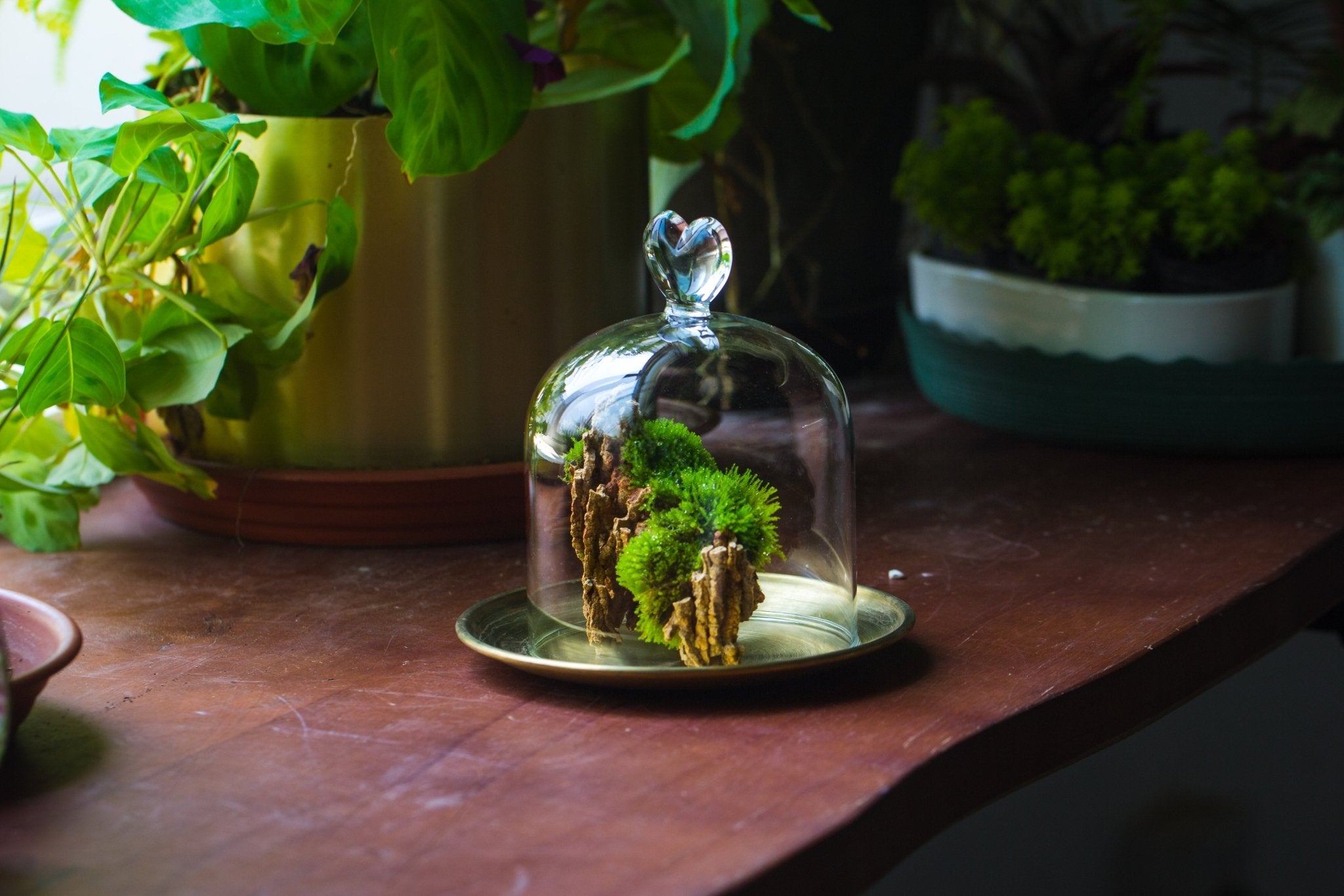 Heart Shape Tip Glass cloche with glass base and metal gold base set - NCYPgarden