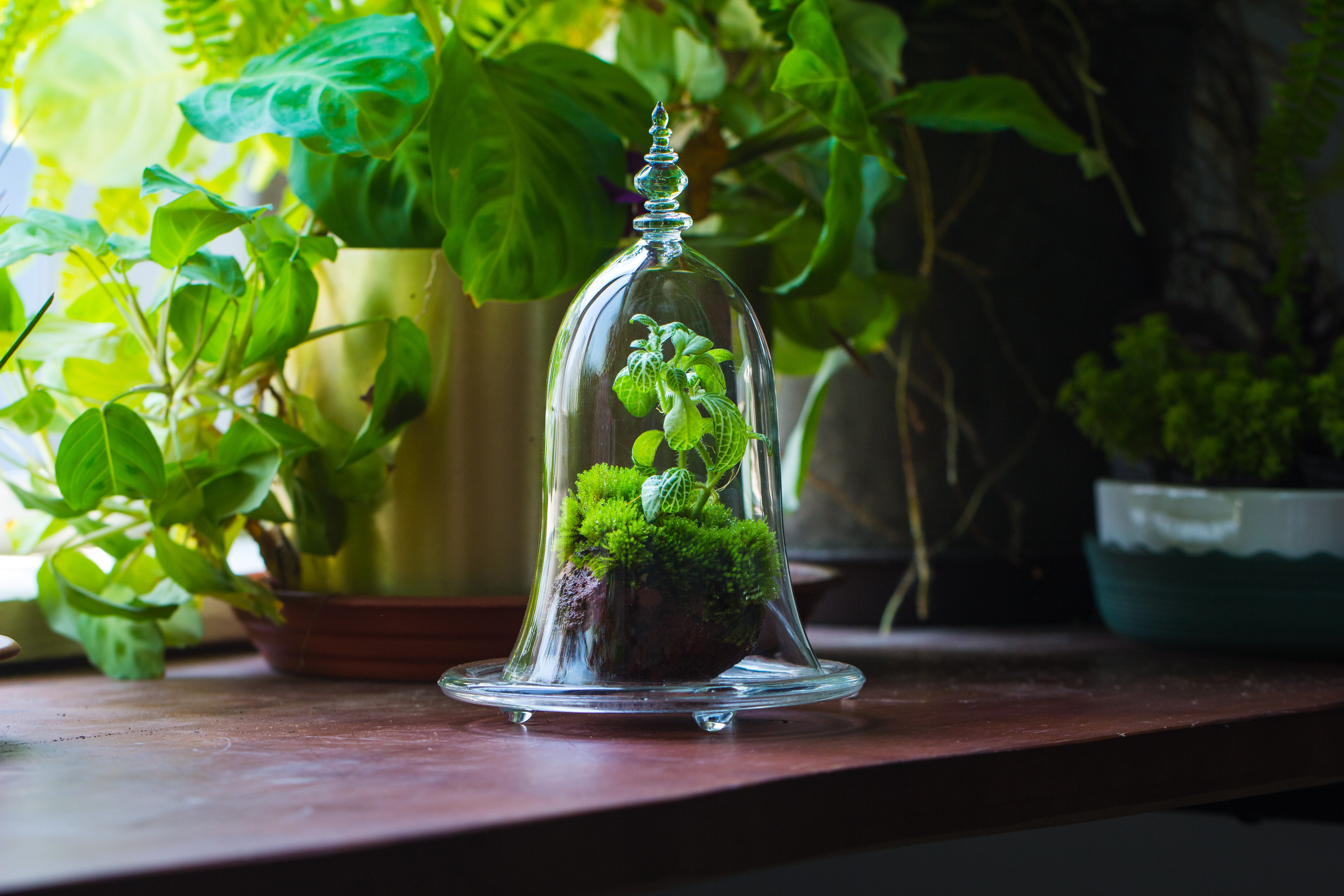 bell shape glass cloche with glass base and gold metal base - NCYPgarden