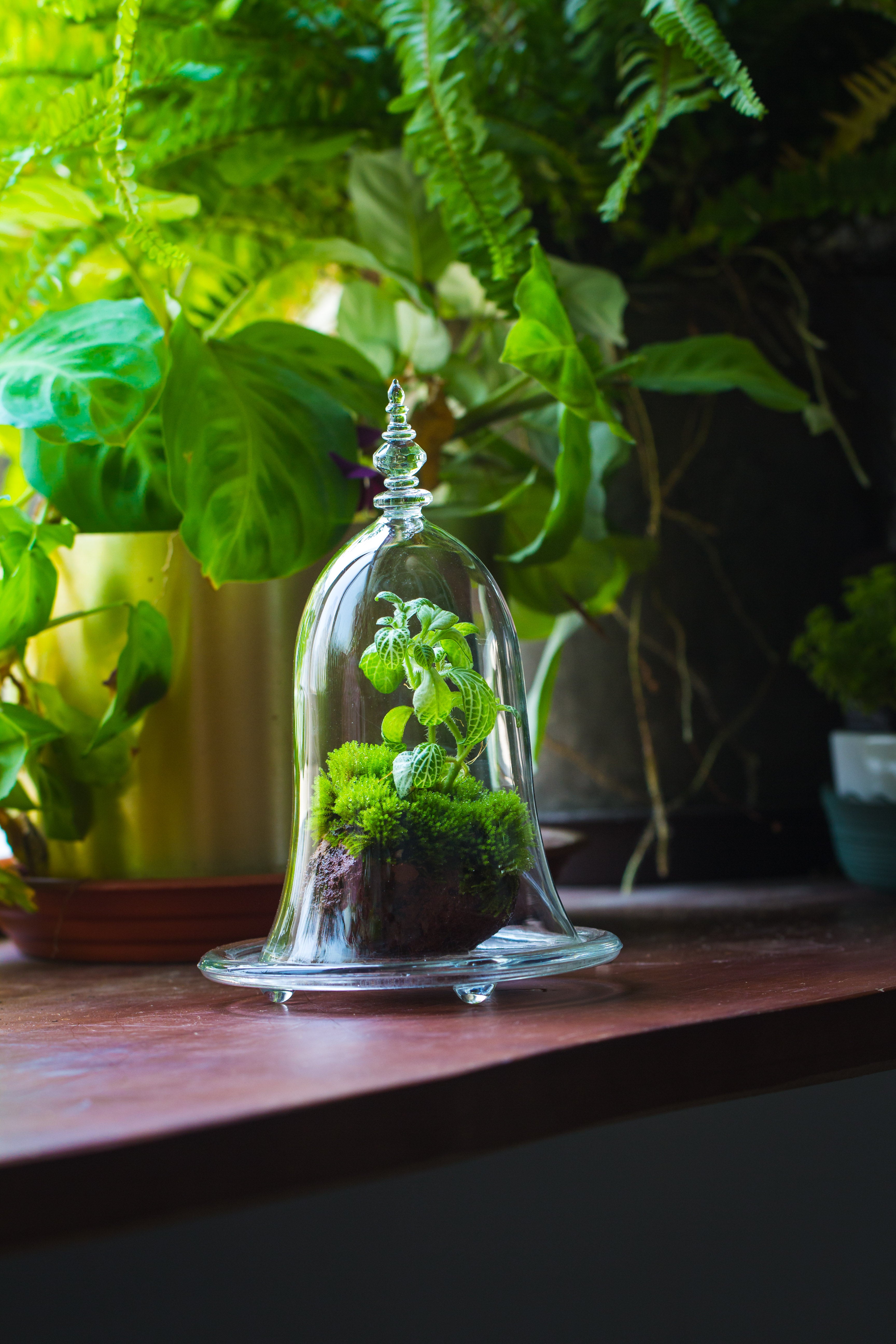 bell shape glass cloche with glass base and gold metal base - NCYPgarden