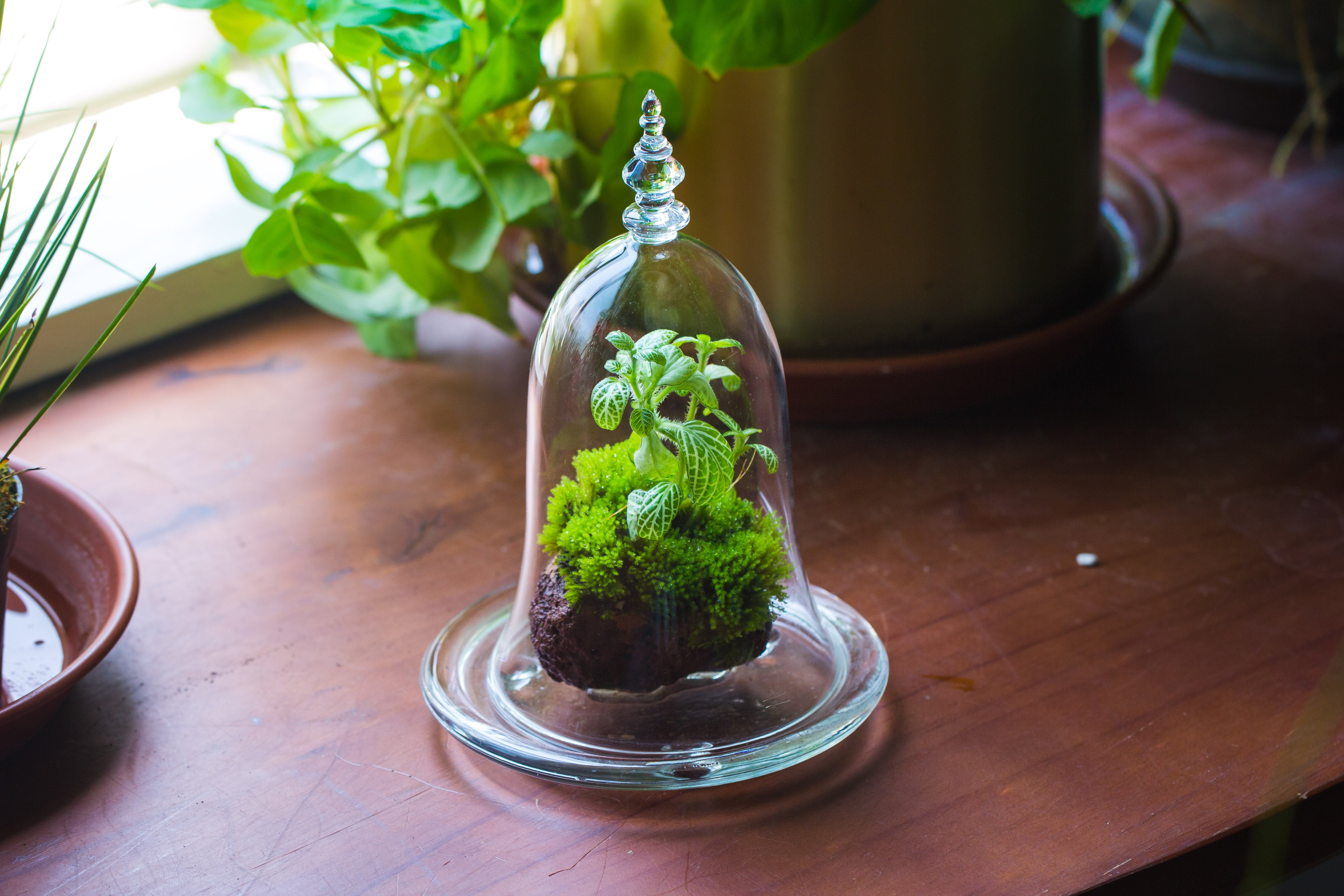 bell shape glass cloche with glass base and gold metal base - NCYPgarden