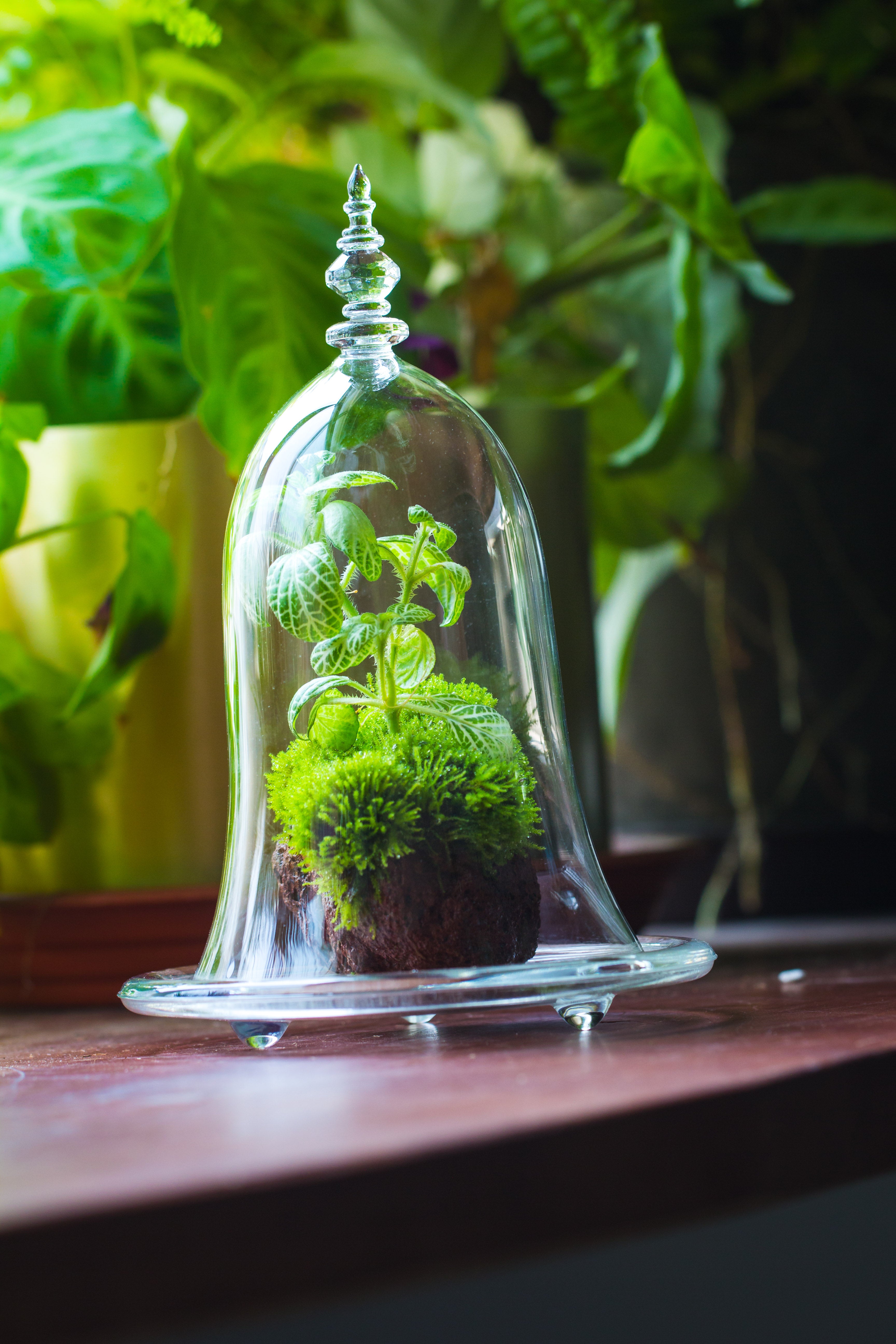 bell shape glass cloche with glass base and gold metal base - NCYPgarden