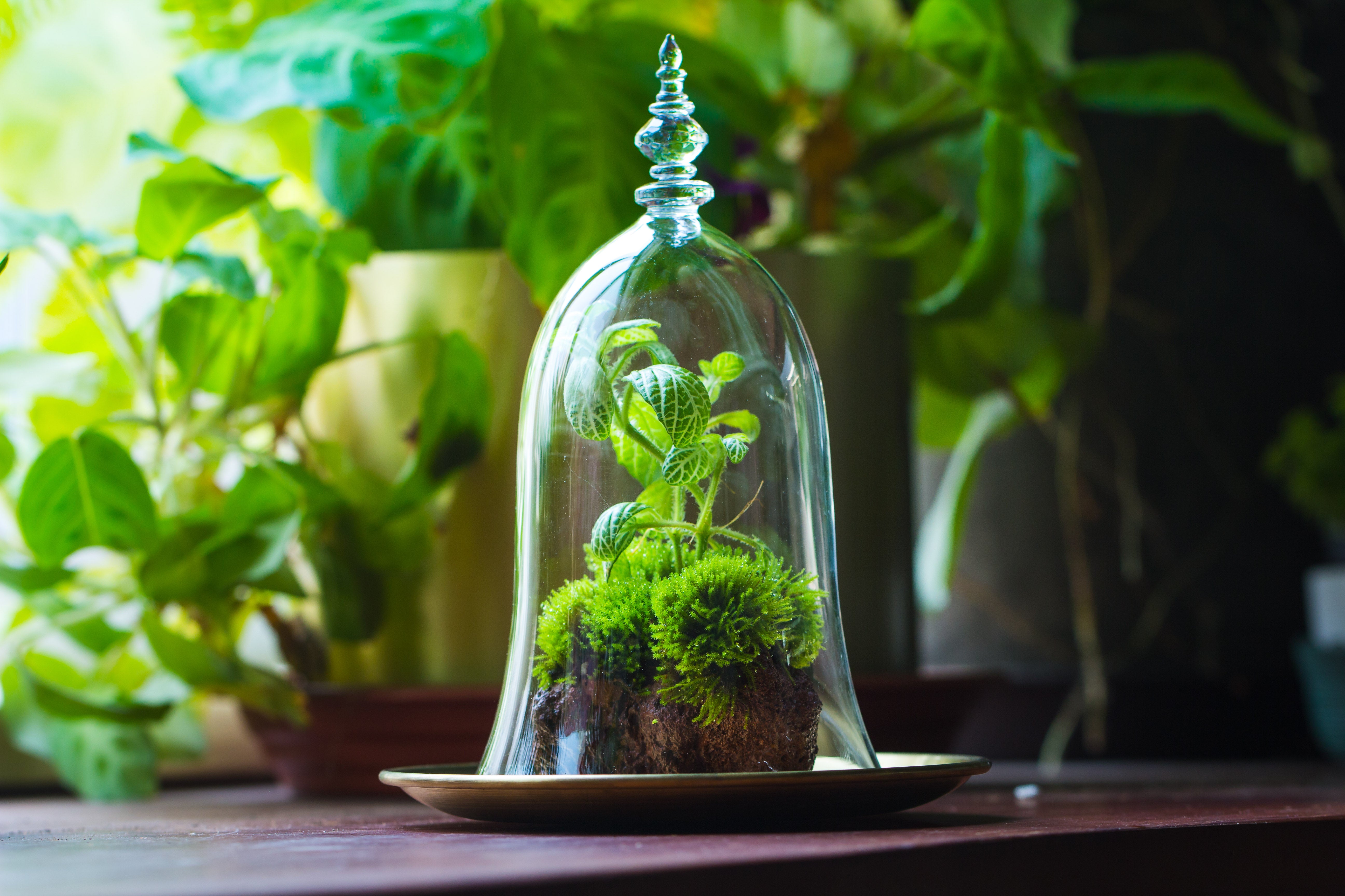 bell shape glass cloche with glass base and gold metal base - NCYPgarden