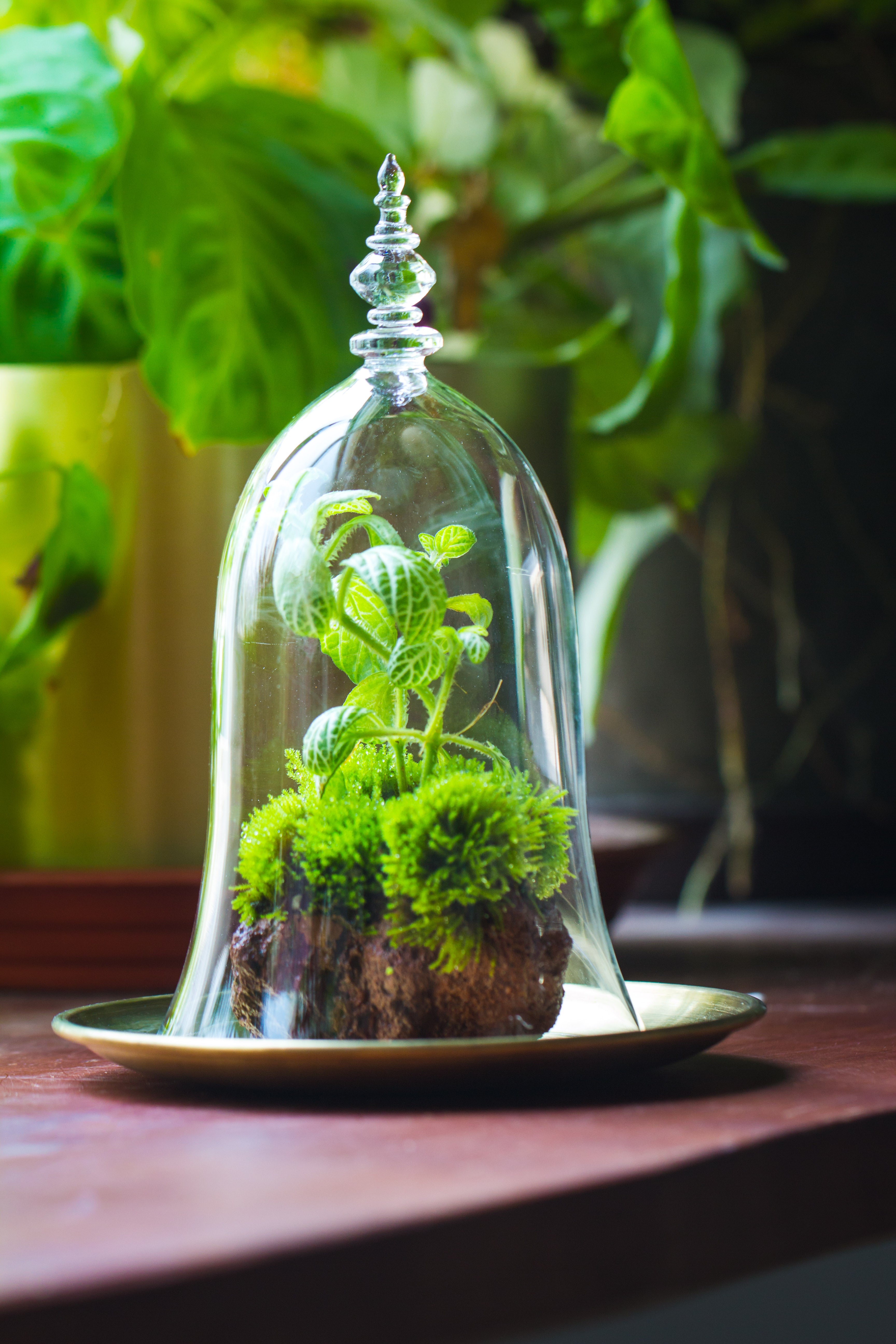 bell shape glass cloche with glass base and gold metal base - NCYPgarden