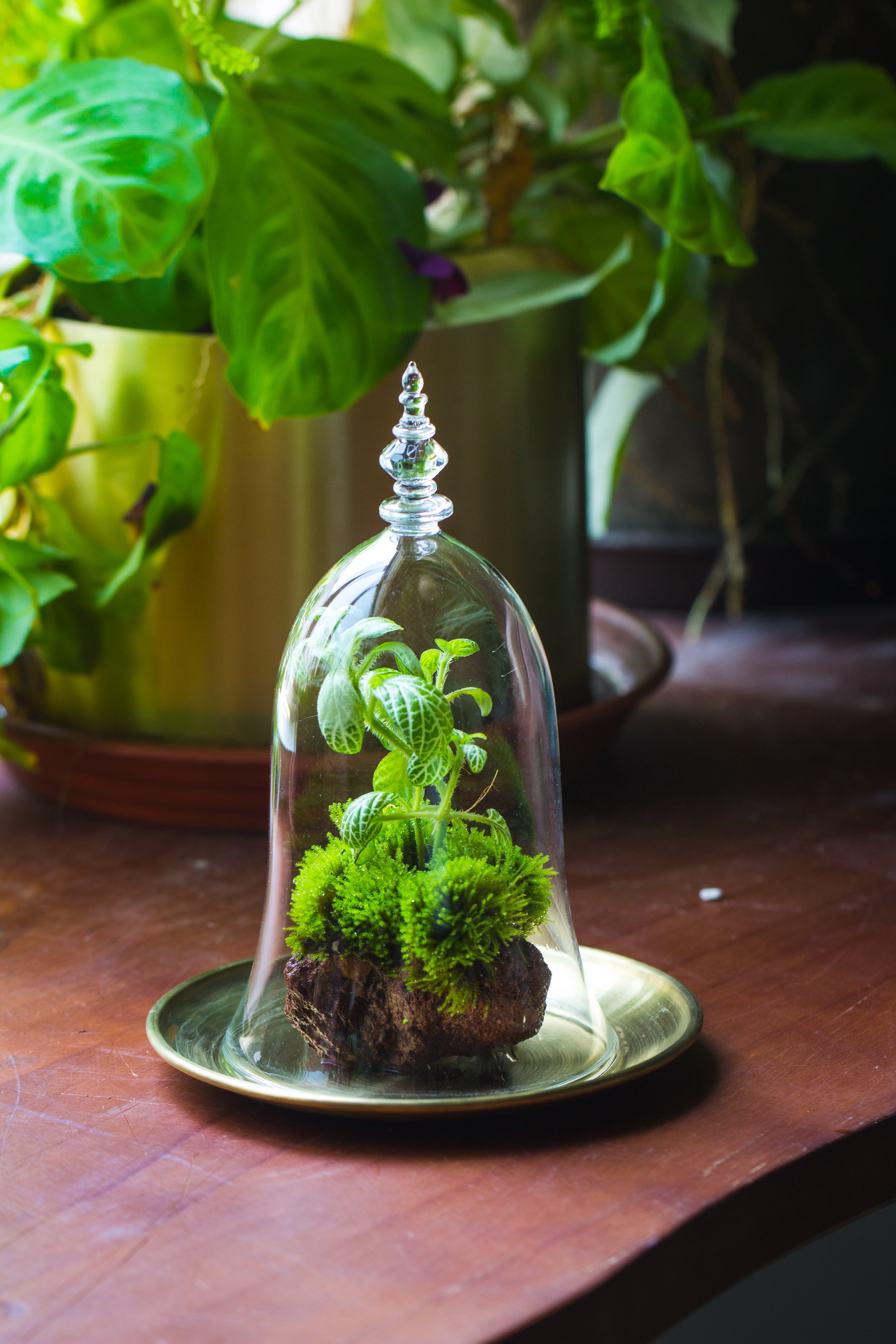 bell shape glass cloche with glass base and gold metal base - NCYPgarden