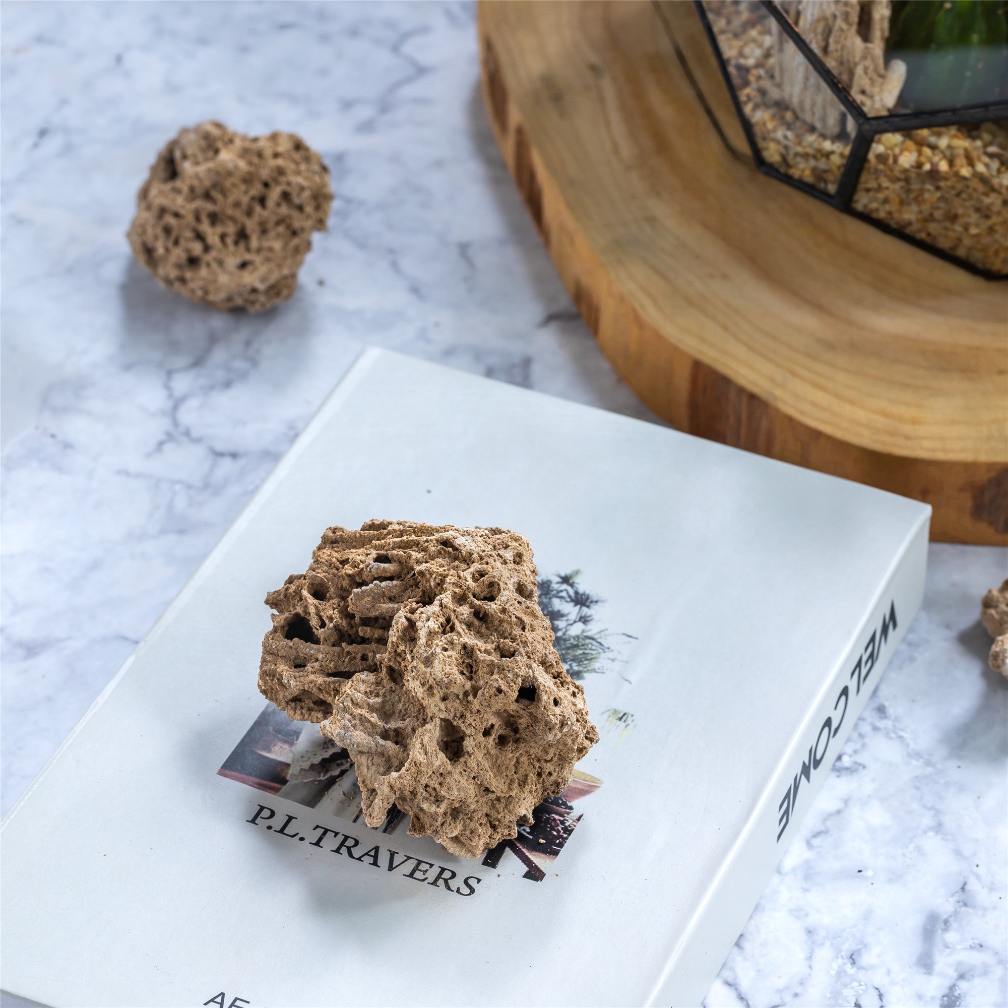 Natural Reed Tube Limestone Absorption for Landscaping Rockery Aquarium Bonsai Terrarium Succulents - NCYPgarden