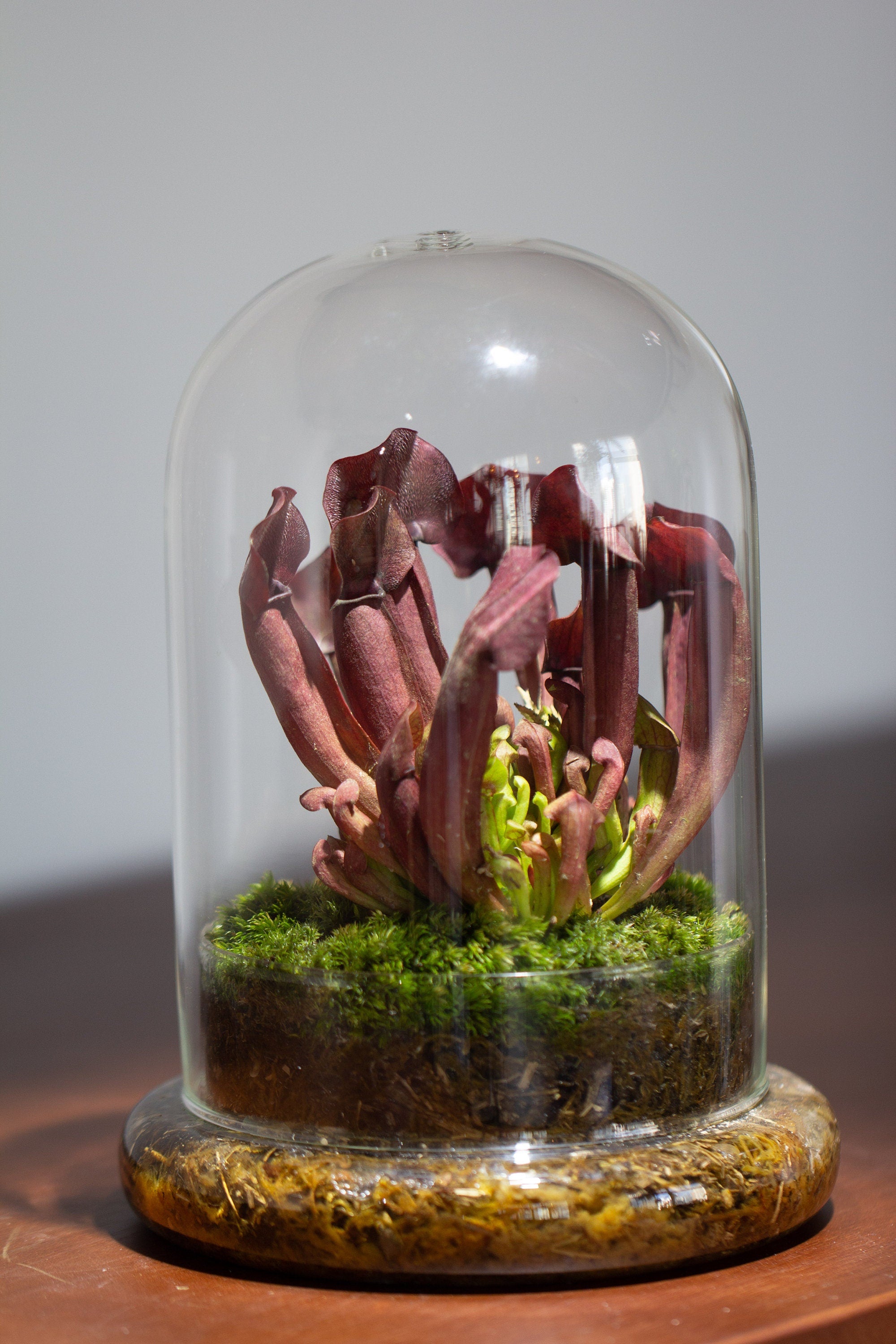 2 Piece 20CM Glass dome / Round Head Glass Cloche Dome Cover Terrarium Container with Without Airhole for Venus Flytrap - NCYPgarden