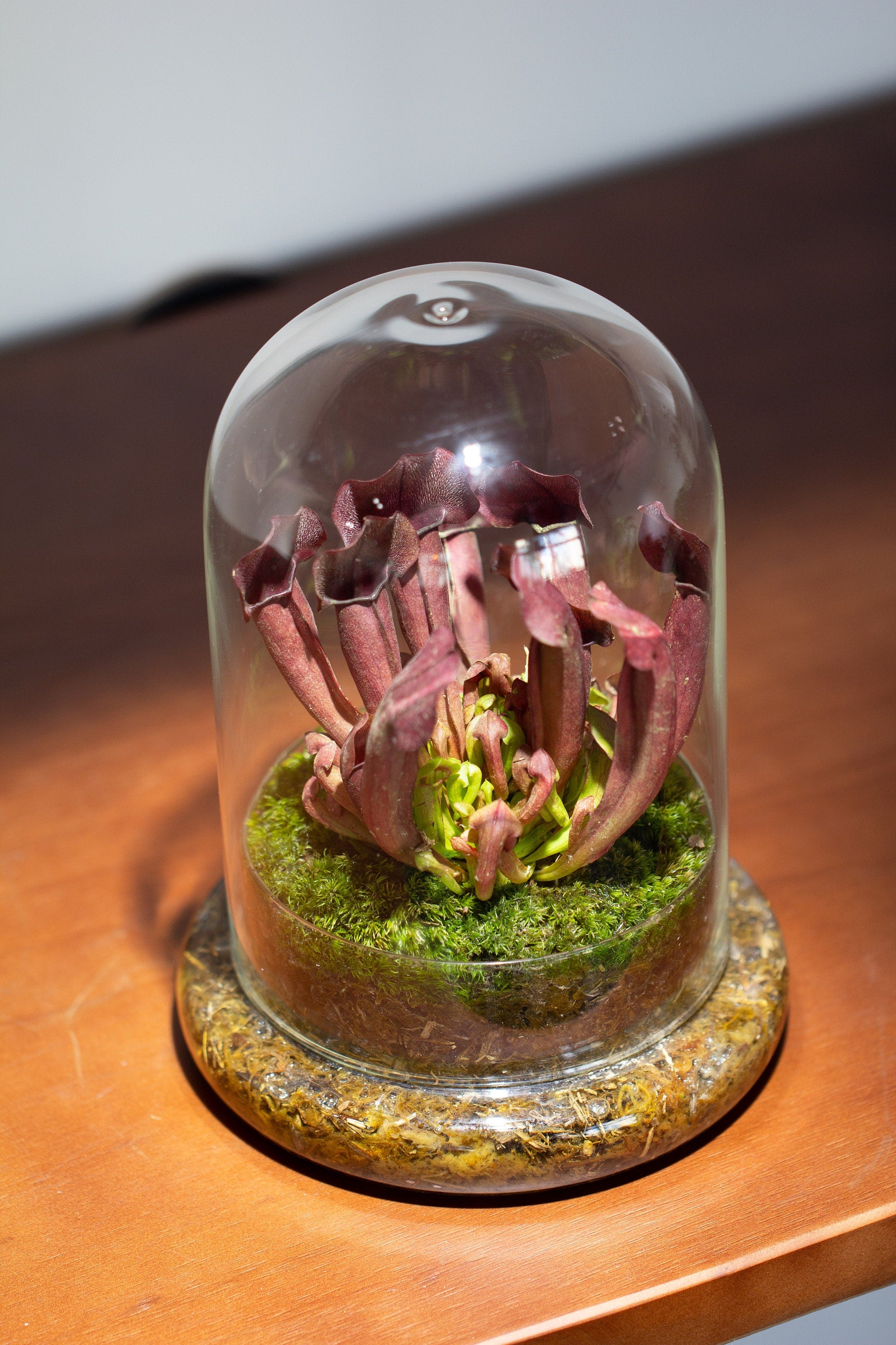 2 Piece 20CM Glass dome / Round Head Glass Cloche Dome Cover Terrarium Container with Without Airhole for Venus Flytrap - NCYPgarden