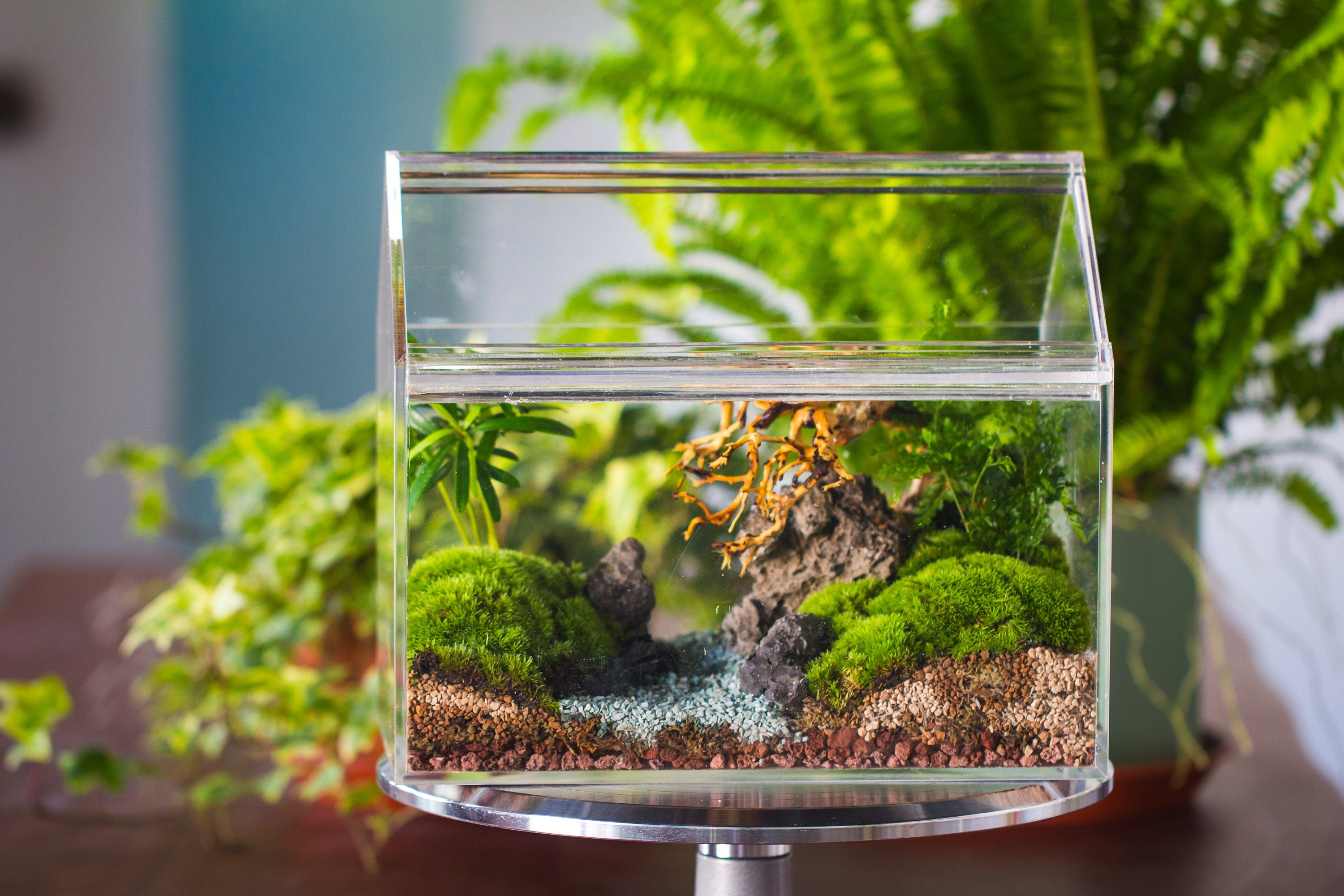 handmade water tight, sealed, enclosed, house acrylic terrarium, fish tank, moss fern terrarium Paludarium  Vivarium, 2 lid with vent - NCYPgarden
