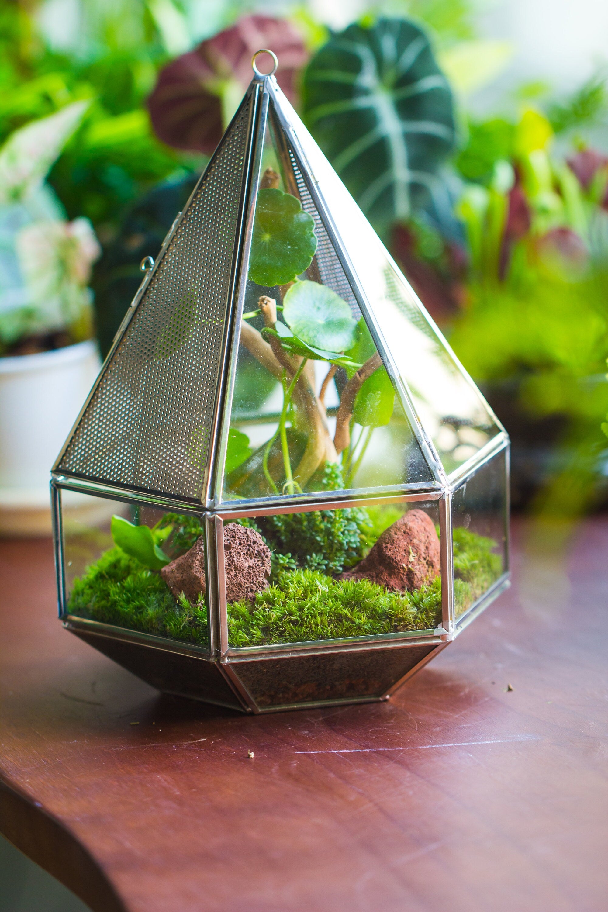 NCYP Hanging Six-surface Diamond Glass Geometric Terrarium, Stainless Steel, Silver, with Mesh for Insect Pet - NCYPgarden