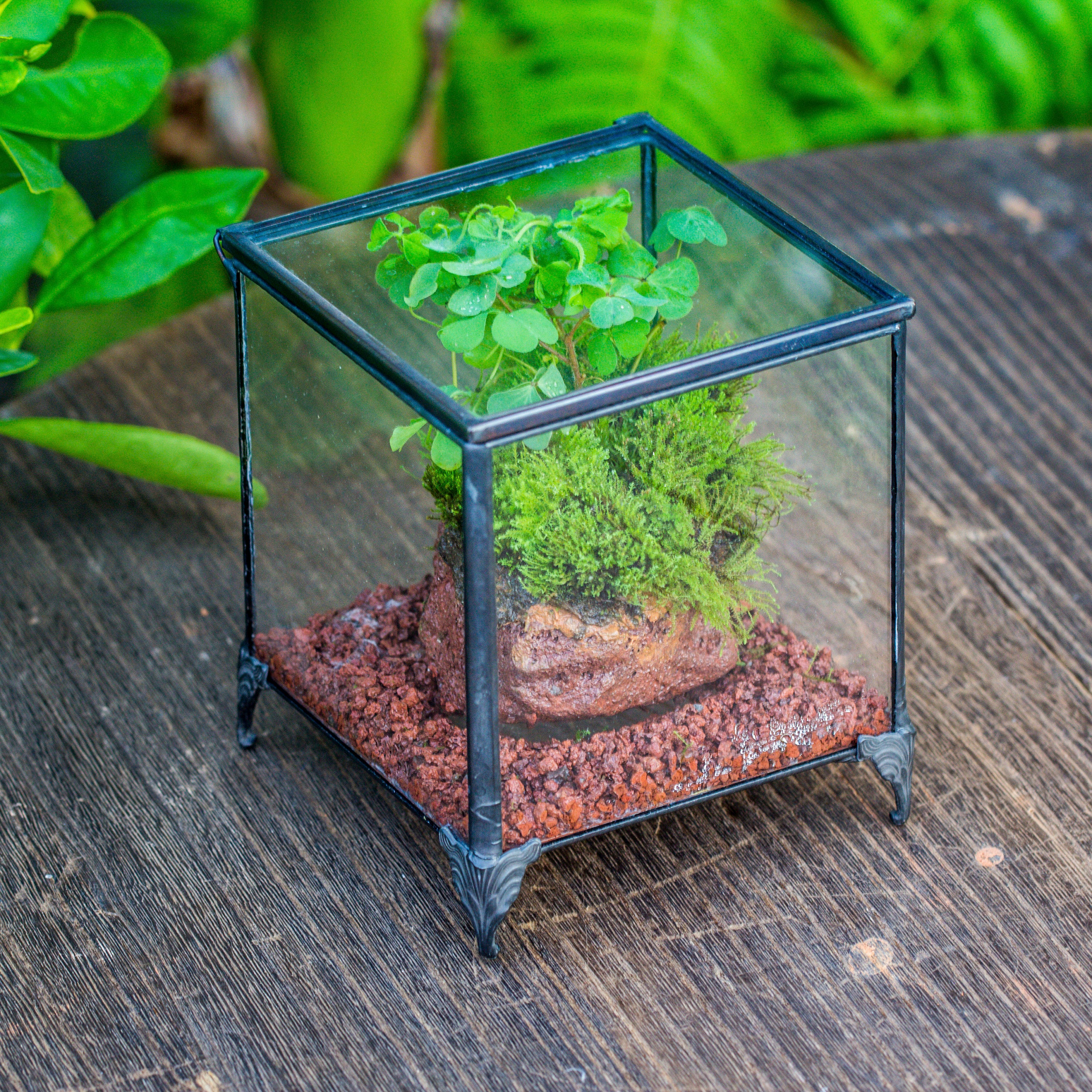NCYP Vintage feet Cube Close Geometric Glass Terrarium with Door, Tin Sealed  Cube 4.3 / 5.9 inches Planter Succulent Cacti Fern Flower Pot - NCYPgarden