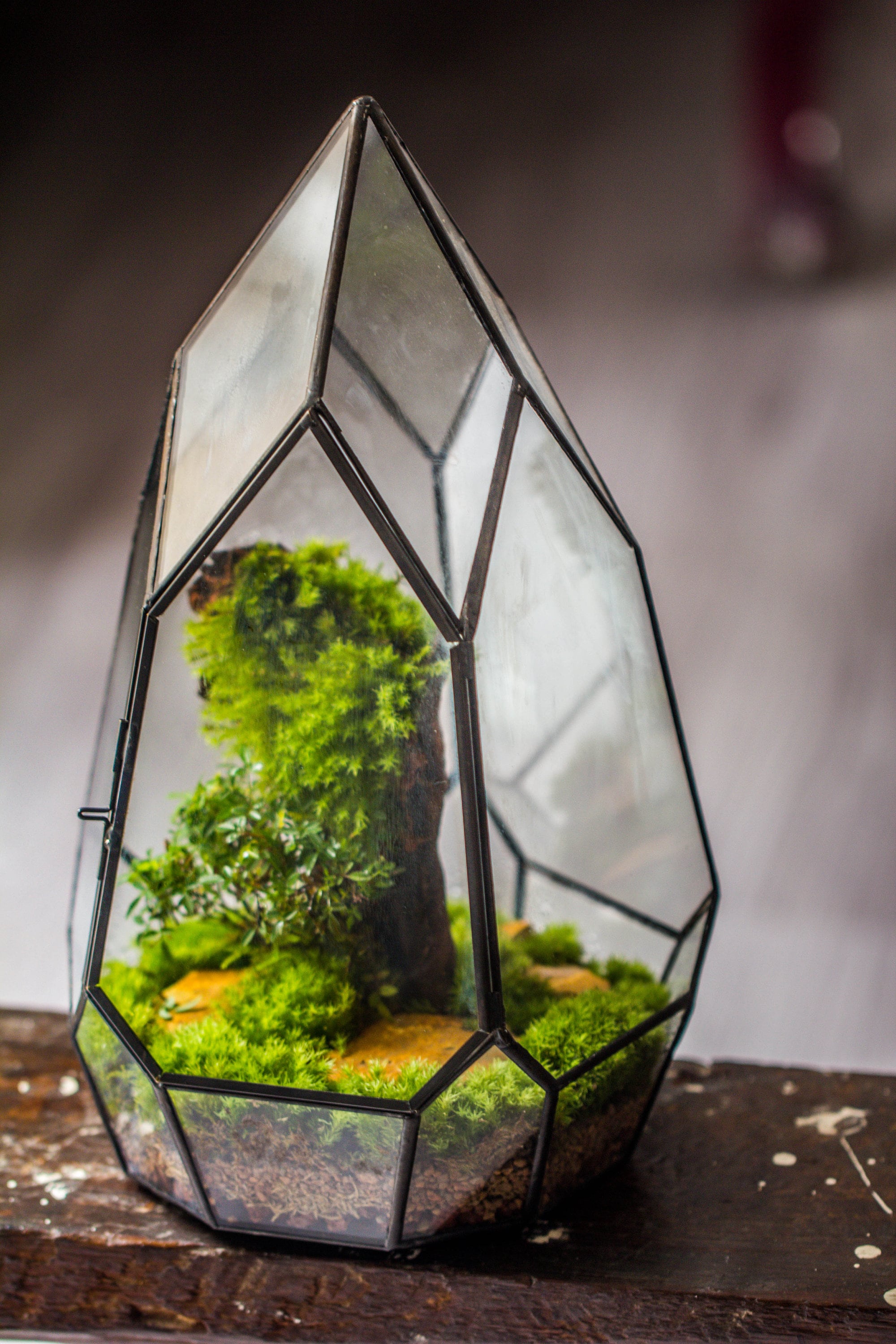 NCYP Irregular Close Geometric Glass Terrarium with door Tall Teardrop Planter Pot Miniature  Moss, Tropical Plants Orchid Container - NCYPgarden