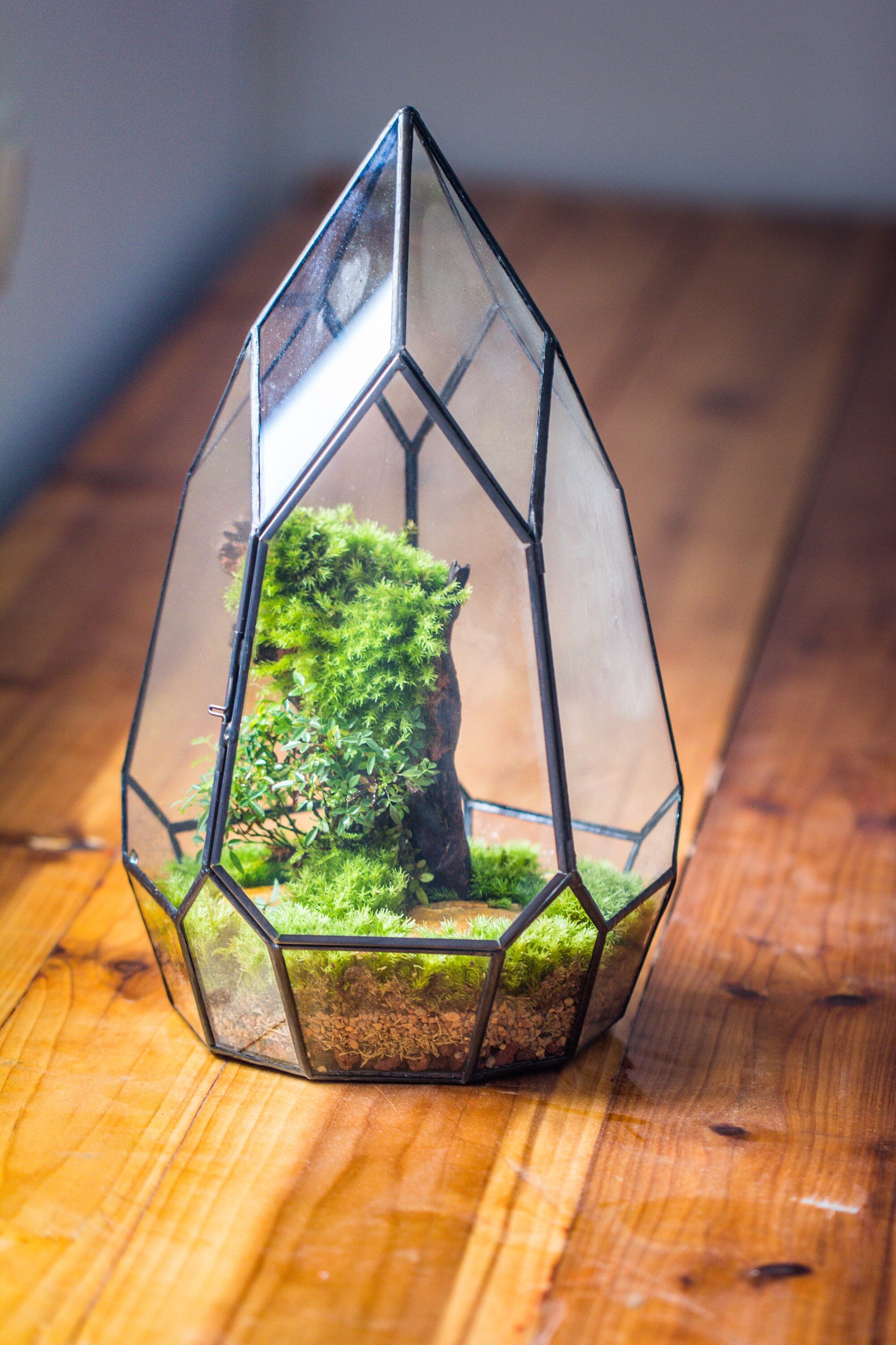 NCYP Irregular Close Geometric Glass Terrarium with door Tall Teardrop Planter Pot Miniature  Moss, Tropical Plants Orchid Container - NCYPgarden