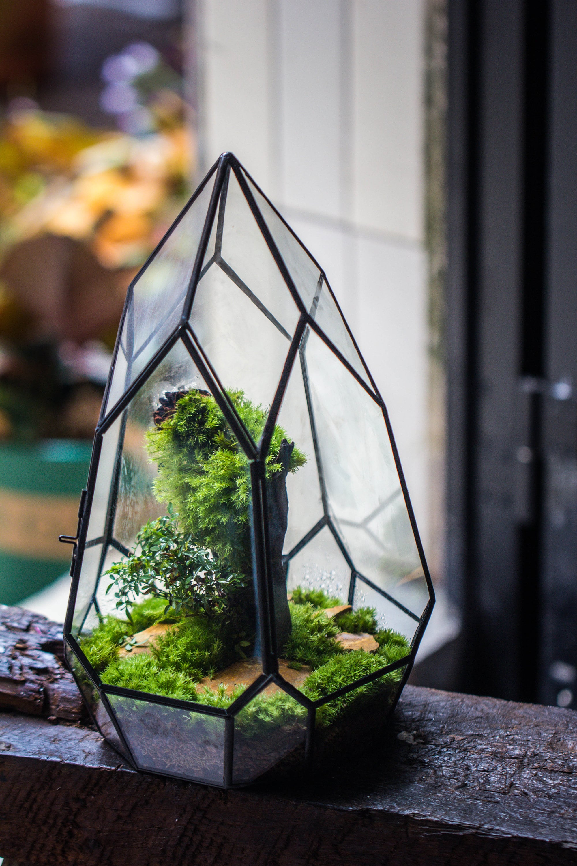 NCYP Irregular Close Geometric Glass Terrarium with door Tall Teardrop Planter Pot Miniature  Moss, Tropical Plants Orchid Container - NCYPgarden