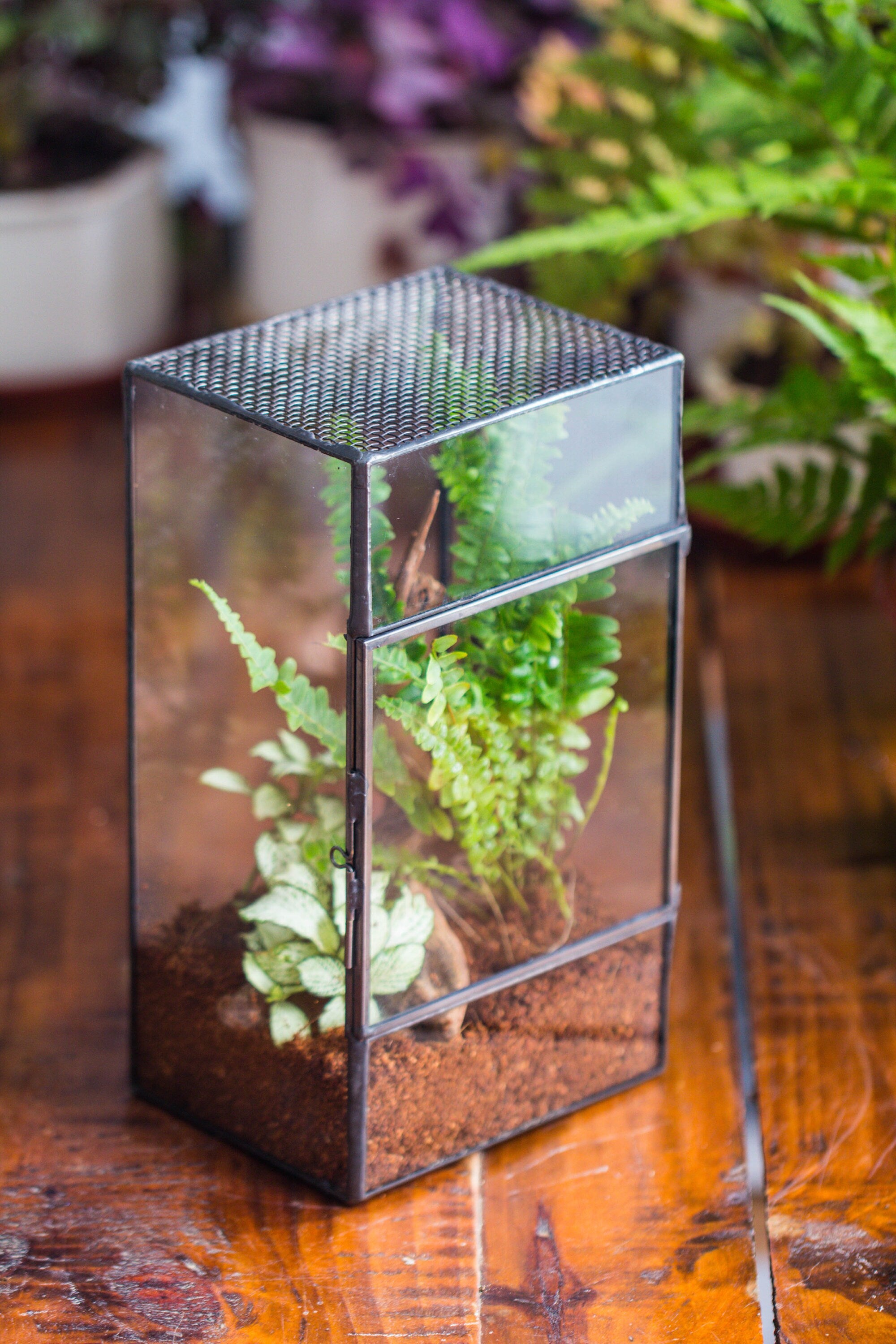 NCYP Rectangle Tin and Glass Geometric Terrarium,  with side door,  with Mesh  / vent holes for small Insects Pet - NCYPgarden