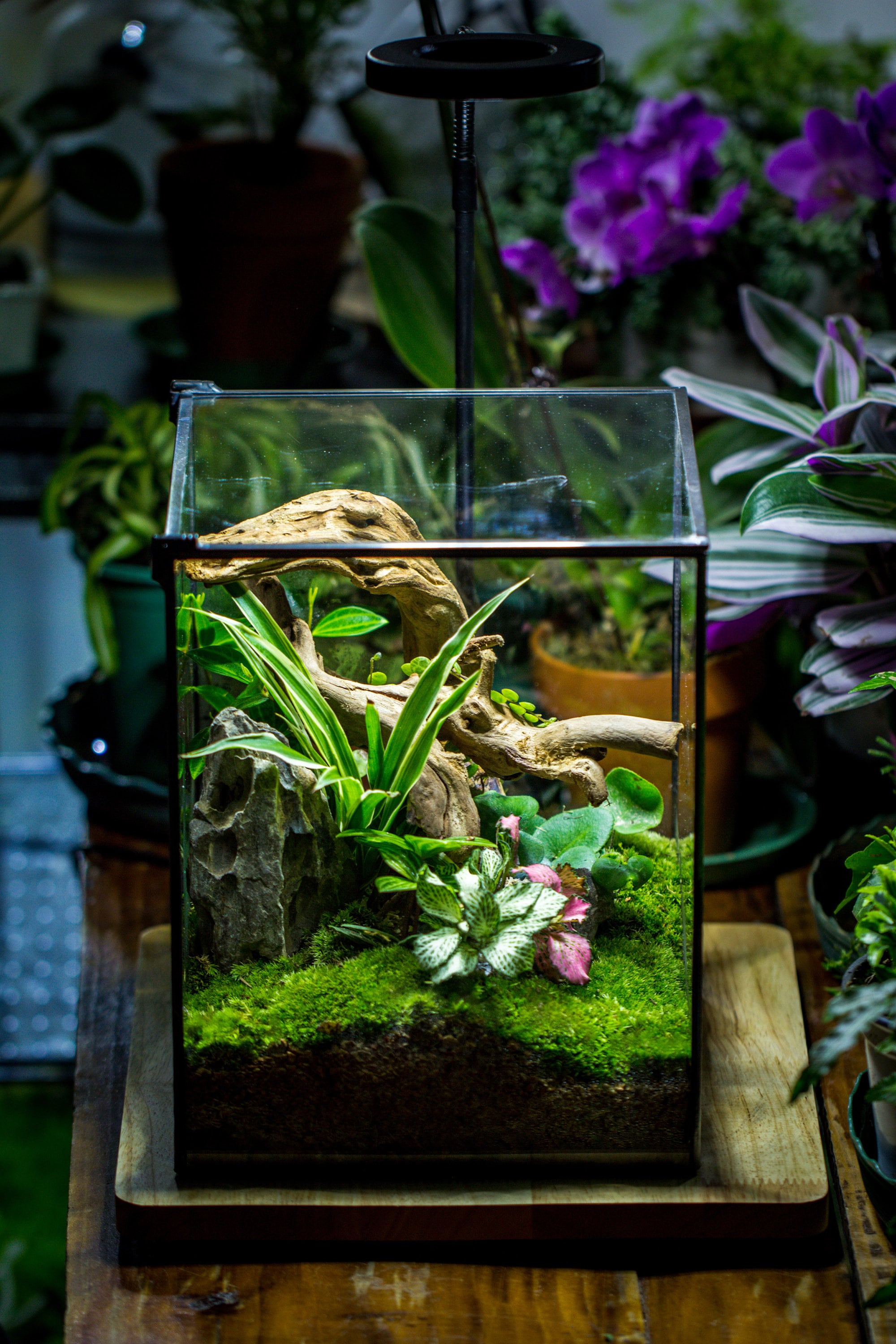 NCYP Basic Rectangle Close Geometric Glass Tin Terrarium, Planter  Multiple Size for Moss Wall, Fern, Landscape multiple size, No plants - NCYPgarden