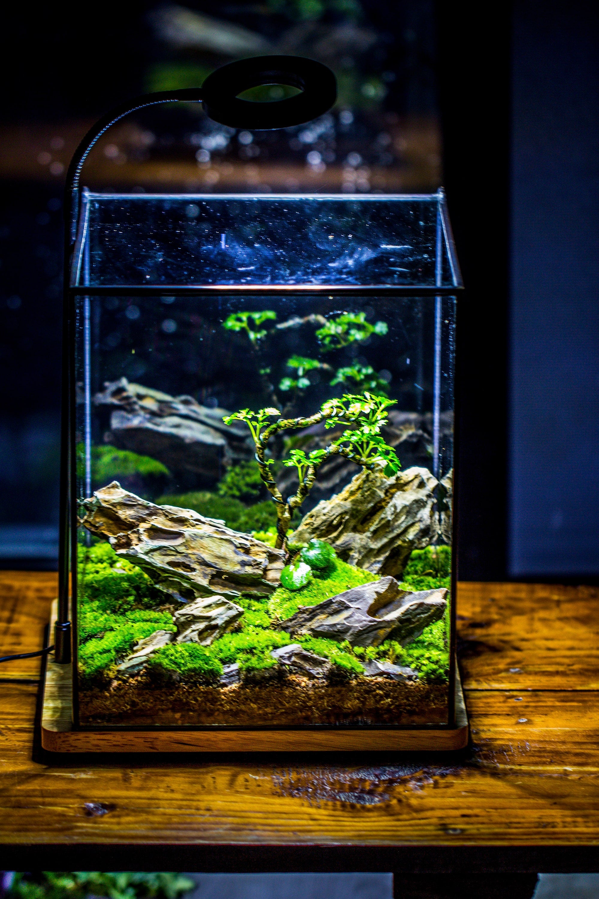 NCYP Basic Rectangle Close Geometric Glass Tin Terrarium, Planter  Multiple Size for Moss Wall, Fern, Landscape multiple size, No plants - NCYPgarden