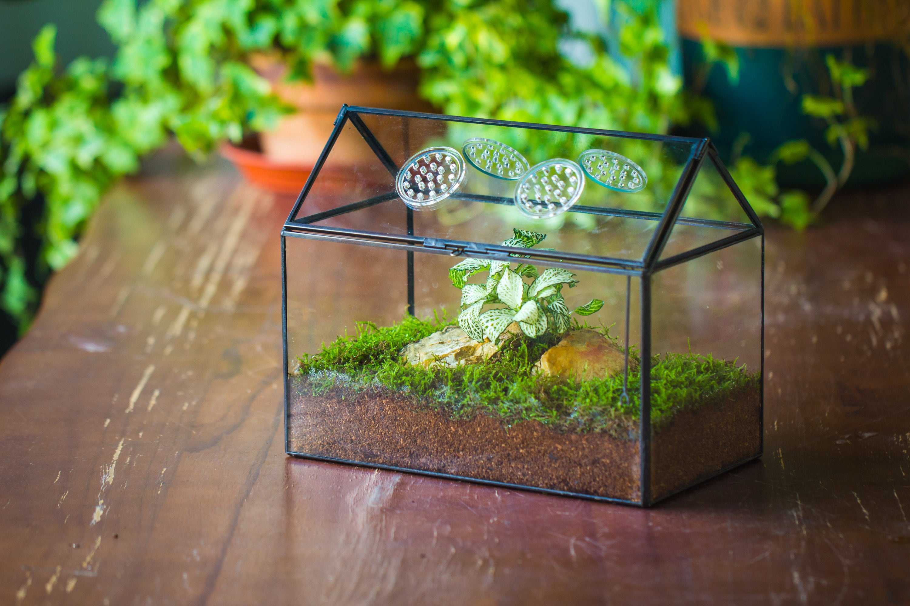 NCYP Handmade Geometric Glass Close Terrarium Box House Shape, Swing Lid Latch for Air Plants Moss Snail Reptile Habitat Vivarium - NCYPgarden