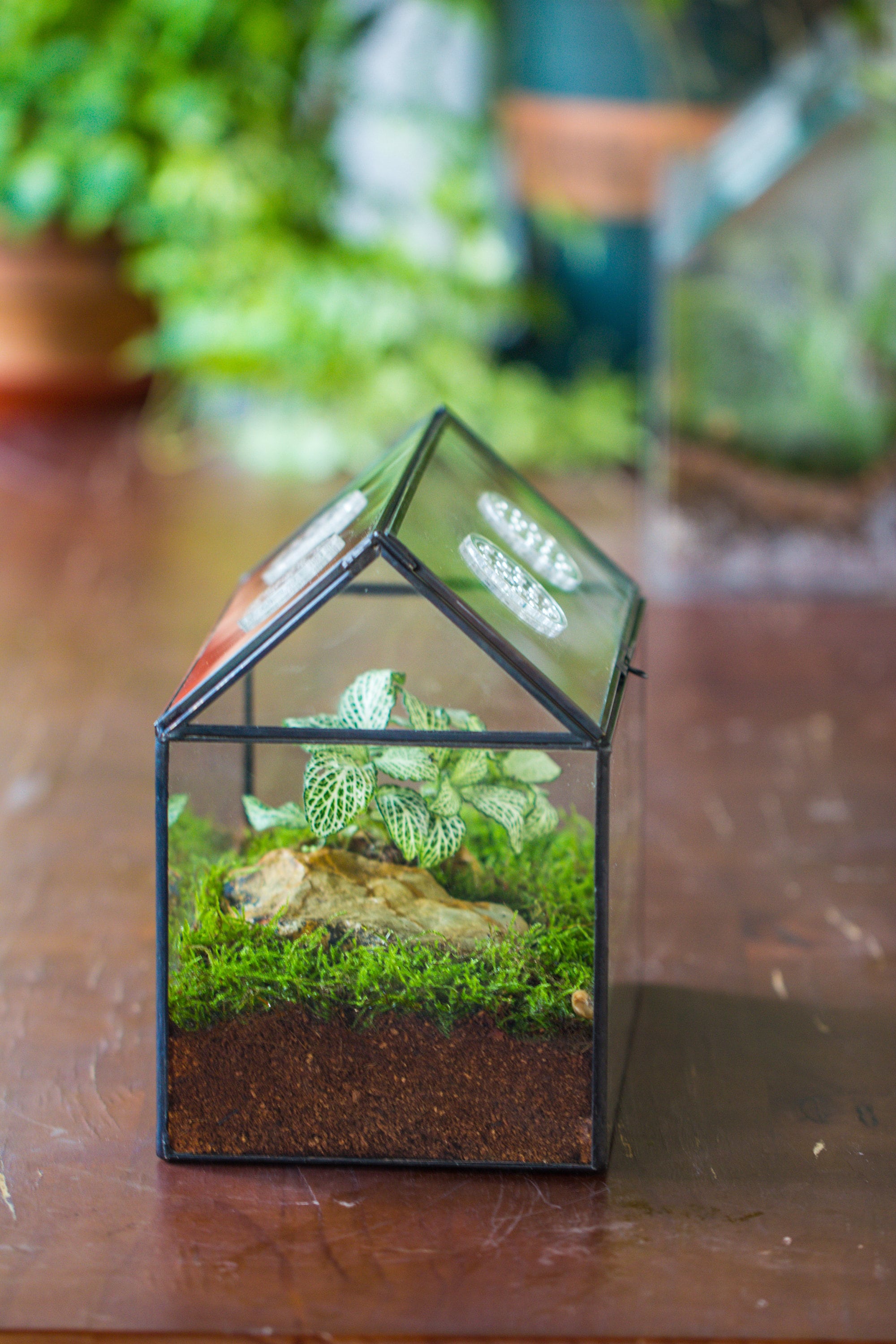 NCYP Handmade Geometric Glass Close Terrarium Box House Shape, Swing Lid Latch for Air Plants Moss Snail Reptile Habitat Vivarium - NCYPgarden