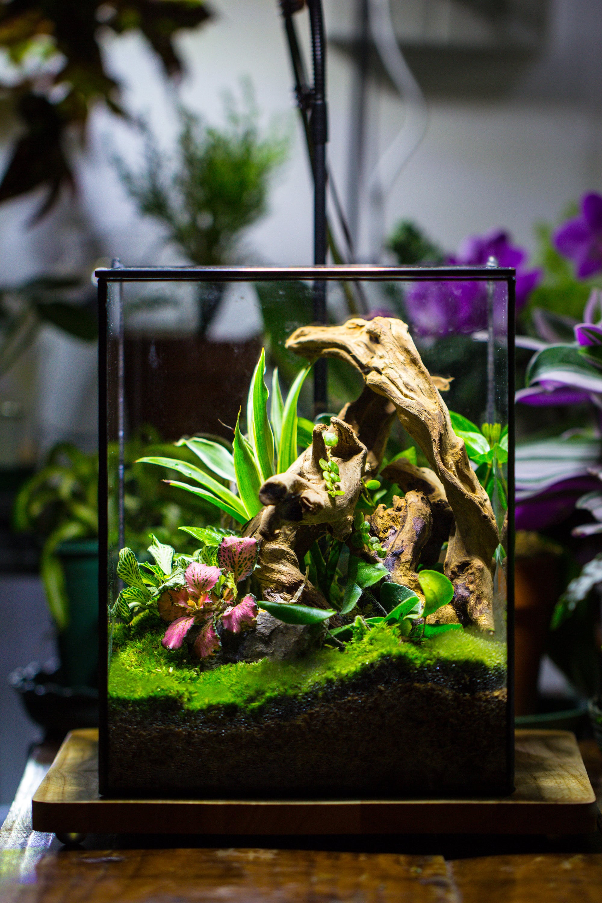 NCYP Basic Rectangle Close Geometric Glass Tin Terrarium, Planter  Multiple Size for Moss Wall, Fern, Landscape multiple size, No plants - NCYPgarden