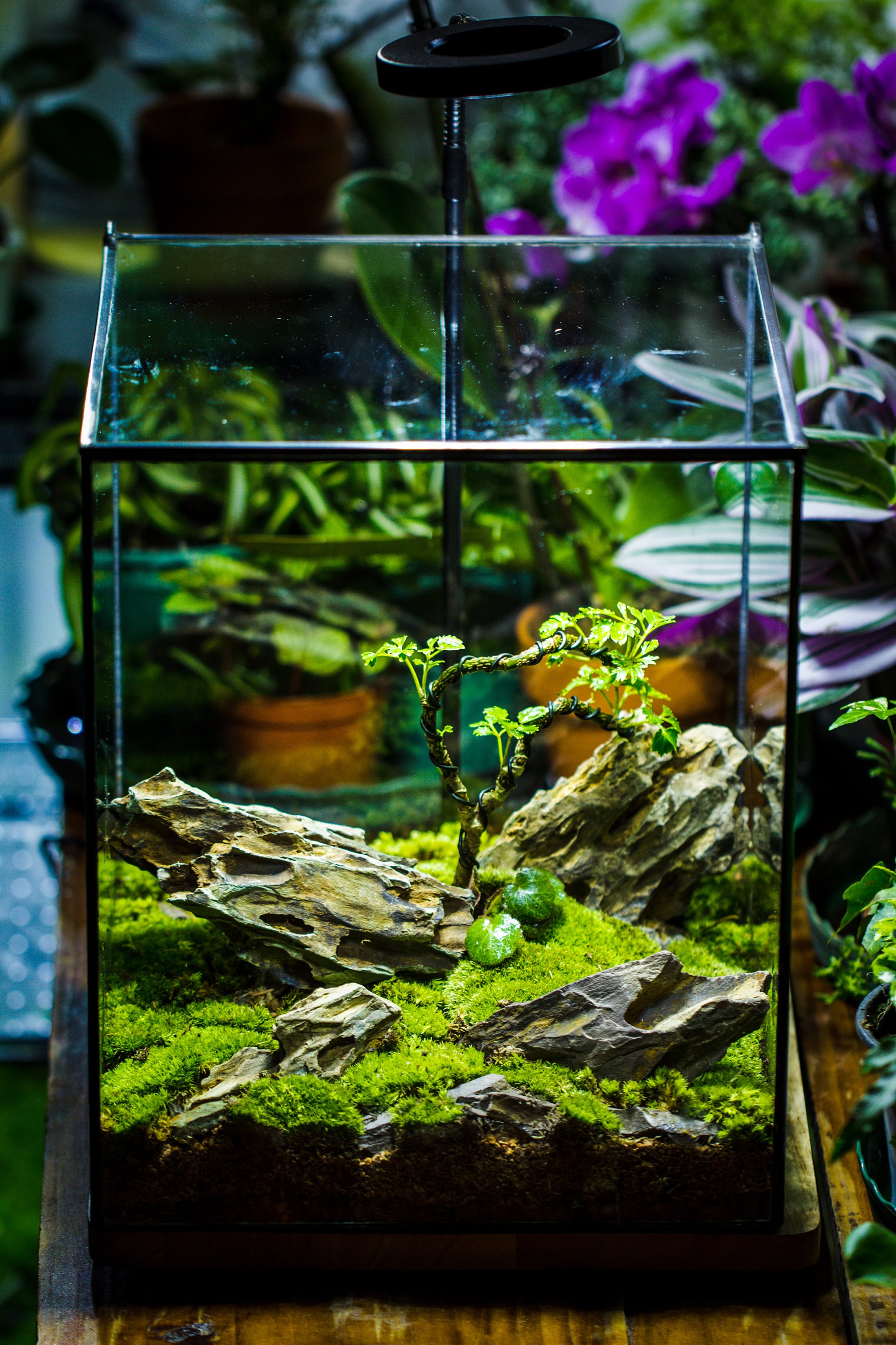 NCYP Basic Rectangle Close Geometric Glass Tin Terrarium, Planter  Multiple Size for Moss Wall, Fern, Landscape multiple size, No plants - NCYPgarden