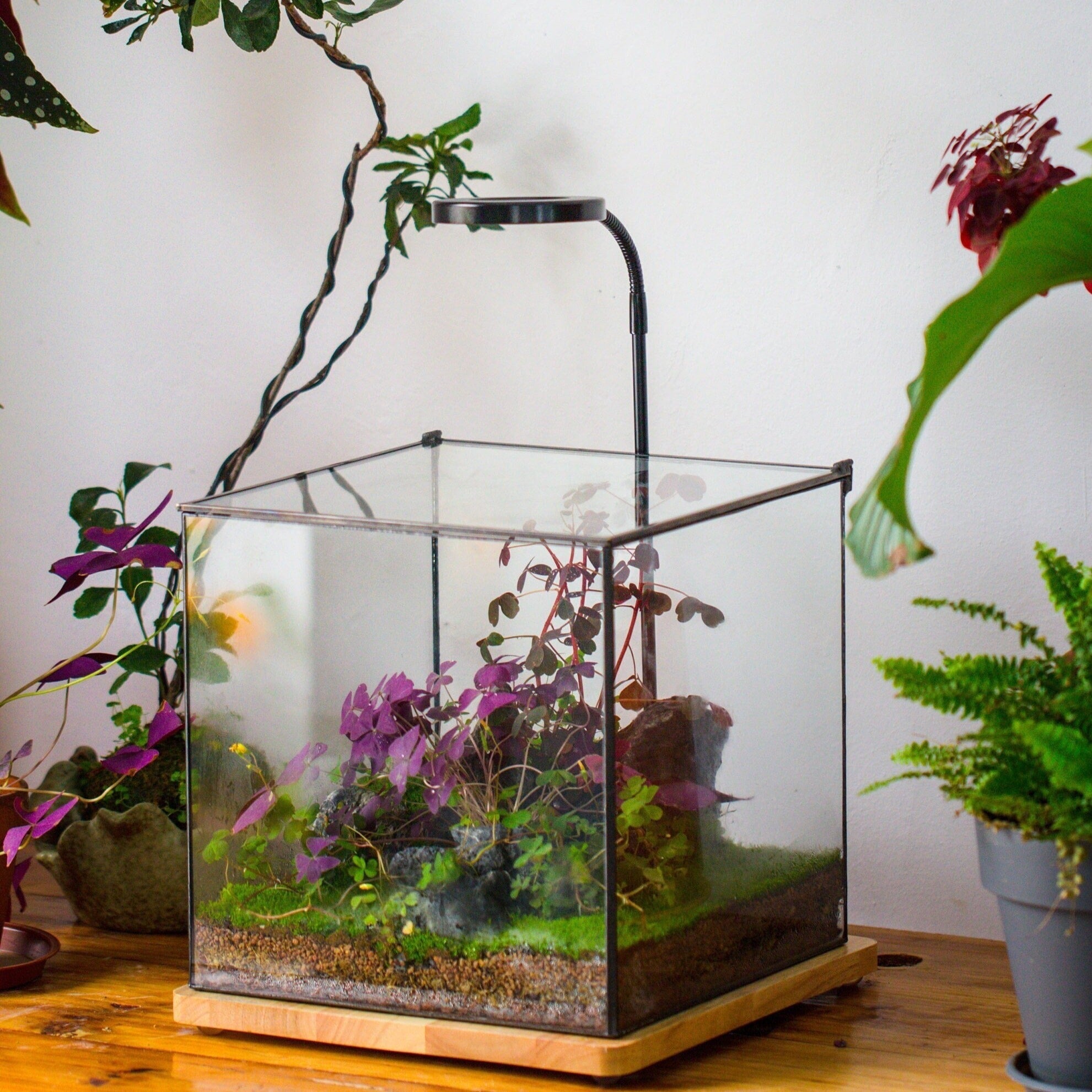 NCYP Basic Rectangle Close Geometric Glass Tin Terrarium, Planter  Multiple Size for Moss Wall, Fern, Landscape multiple size, No plants - NCYPgarden