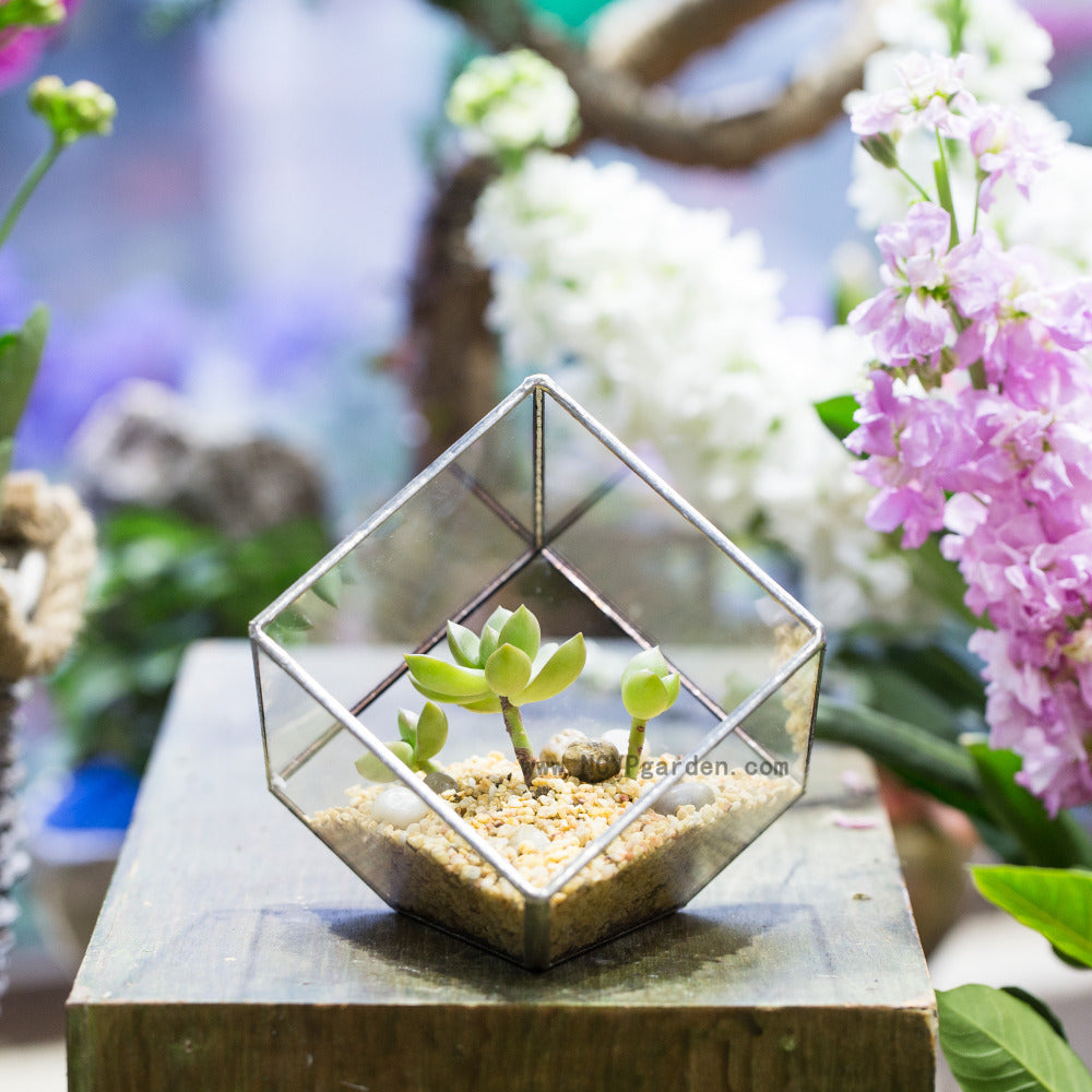 Handmade 3.93" / 10cm Silver Square Inclined Open Cube Glass Geometric Terrarium Box for Succulents - NCYPgarden