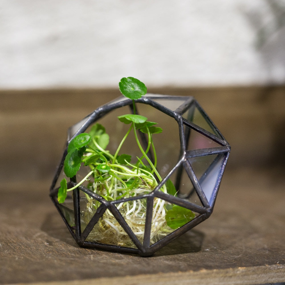 Handmade Mini Eight-surfaces Diamond Glass Geometric Terrarium forFern Moss Ring Box - NCYPgarden