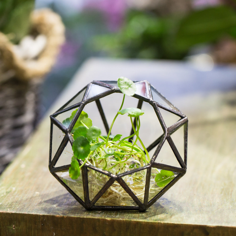 Handmade Mini Eight-surfaces Diamond Glass Geometric Terrarium forFern Moss Ring Box - NCYPgarden