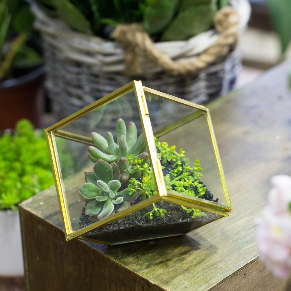 Handmade 3.9" Copper Square Inclined Cube Glass Geometric Terrarium Box with Door for Succulents - NCYPgarden