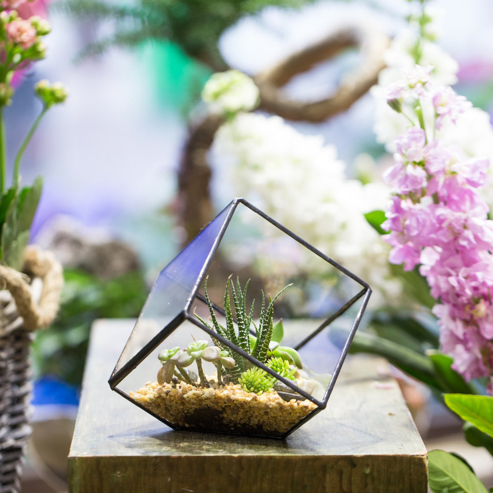 Handmade Inclined Cube Glass Geometric Terrarium Box Various Size Door Available for Succulent Moss - NCYPgarden