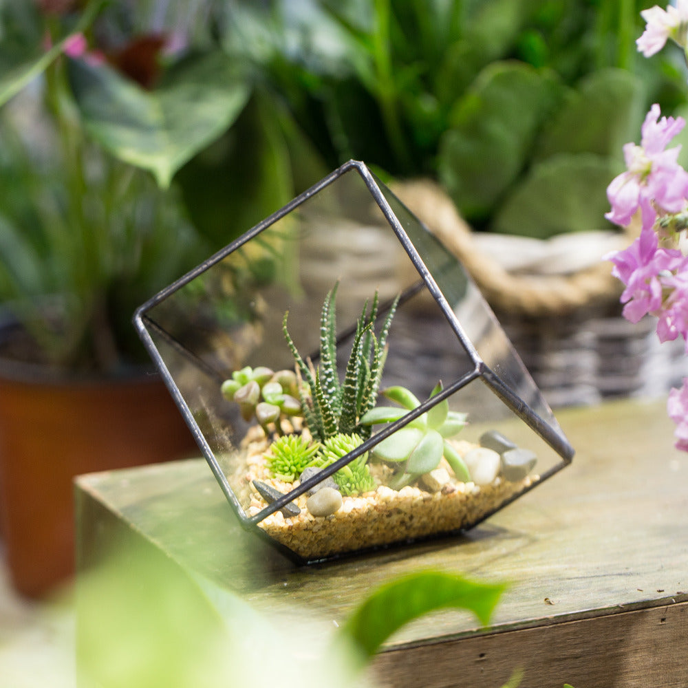 Handmade Inclined Cube Glass Geometric Terrarium Box Various Size Door Available for Succulent Moss - NCYPgarden