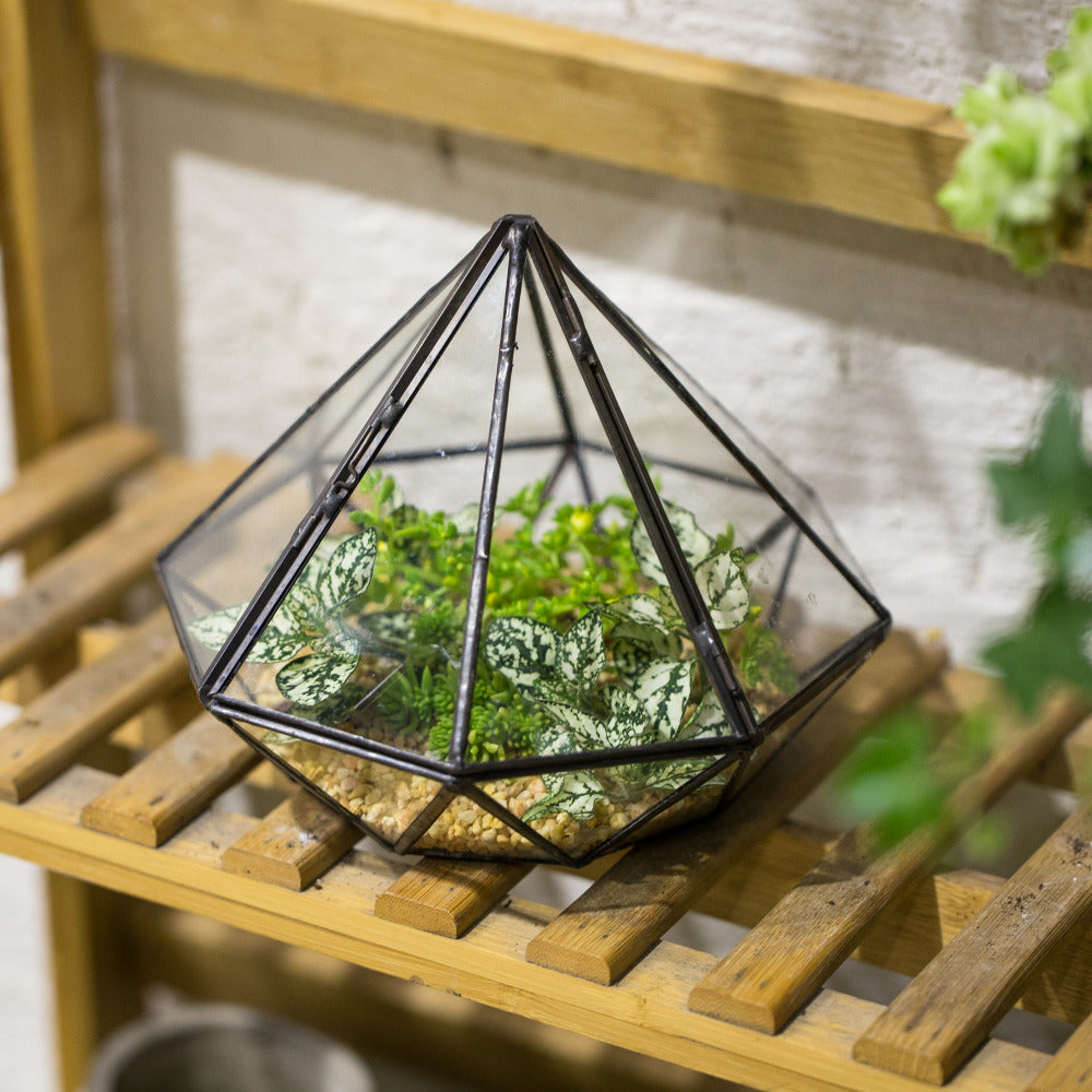 Handmade Diamond Black Glass Geometric Terrarium with Door for Succulents Moss Airplants - NCYPgarden