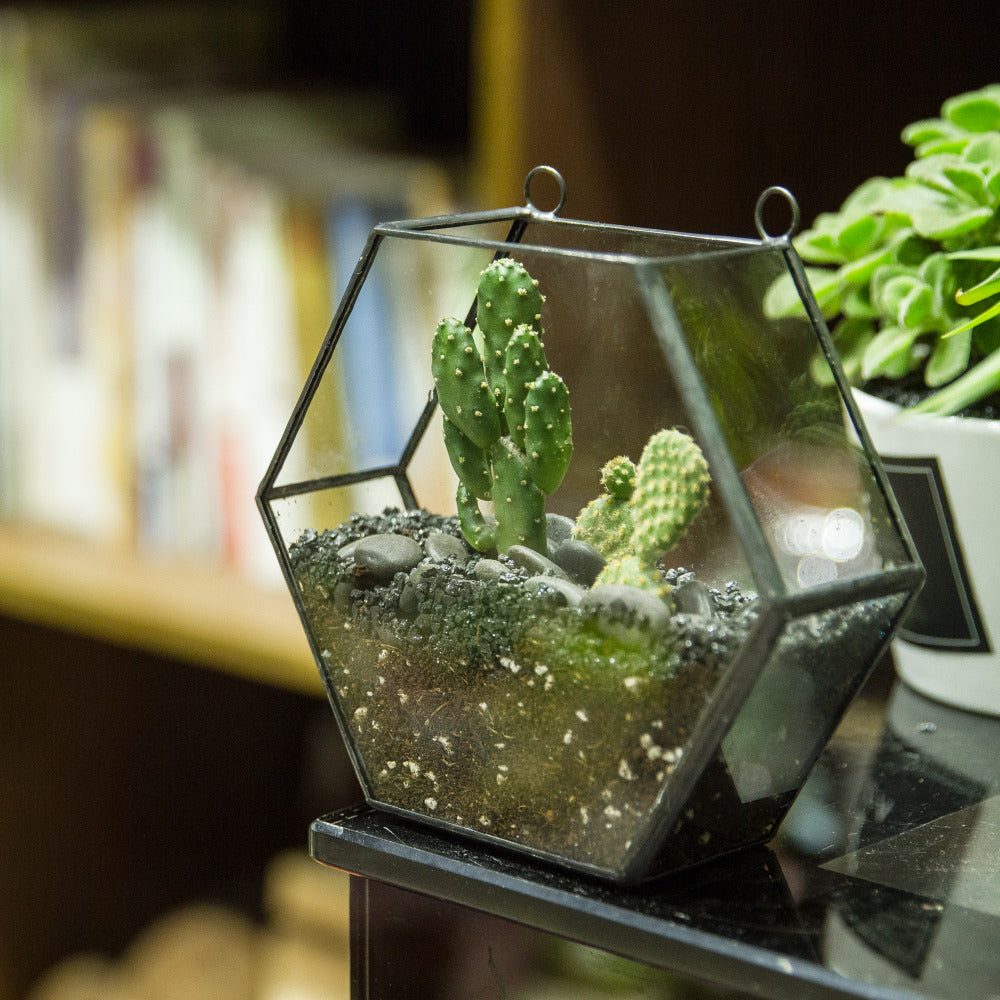 Handmade Wall Geometric Hexagon Glass Terrarium Box for Fern Moss Succulent Airplants Cacti - NCYPgarden
